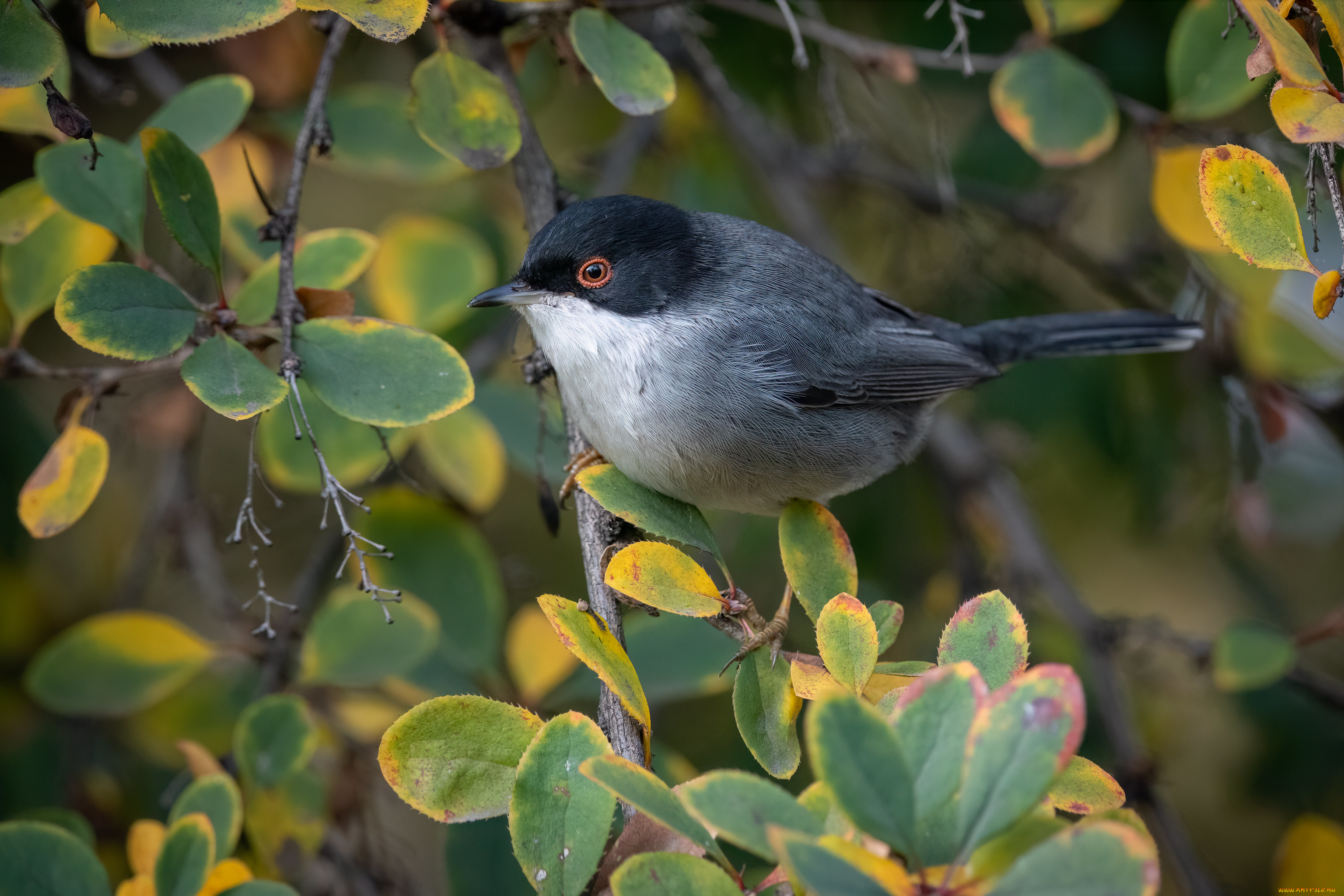 животные, птицы, птичка