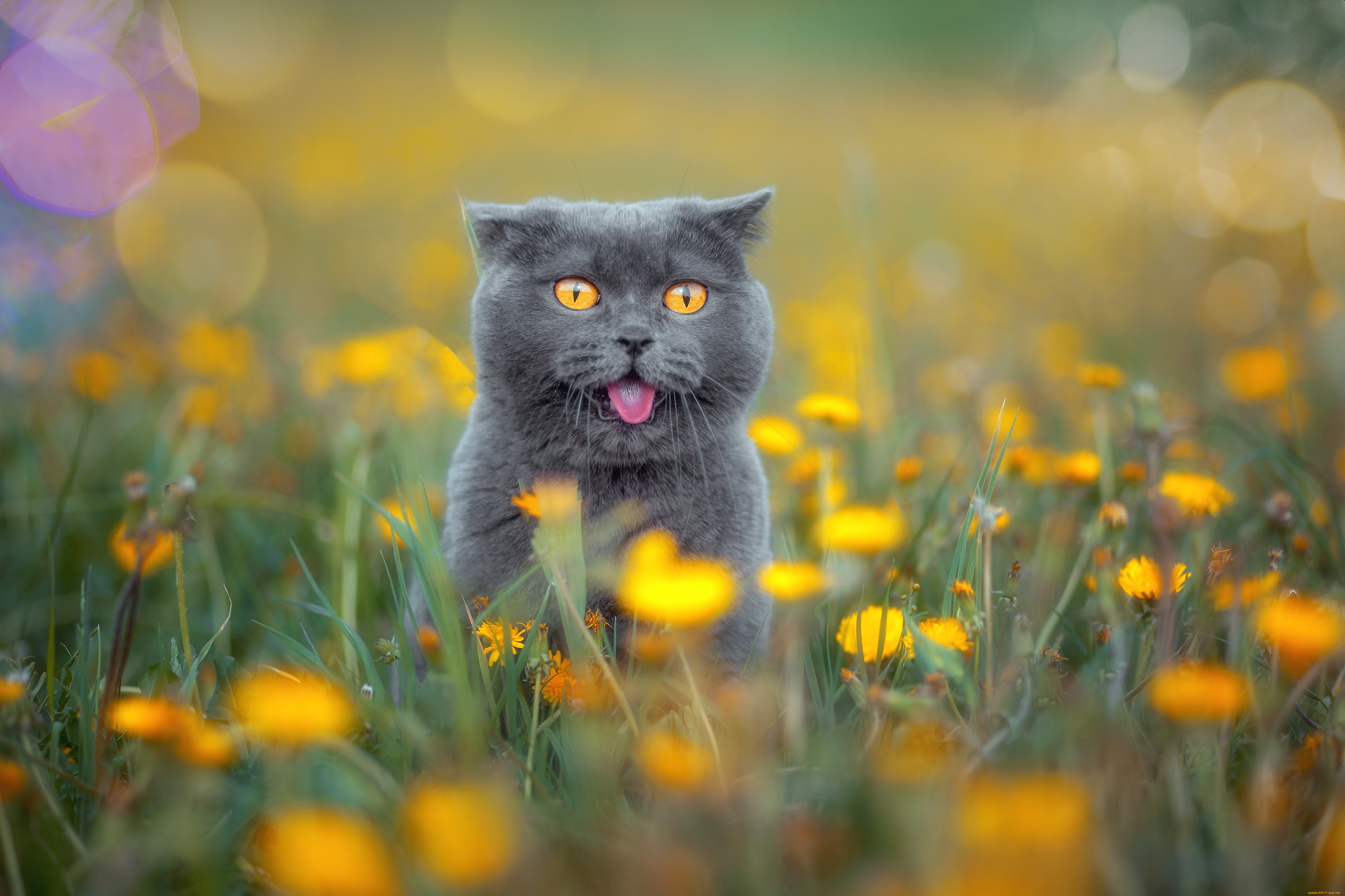 животные, коты, британская, короткошёрстная, кошка