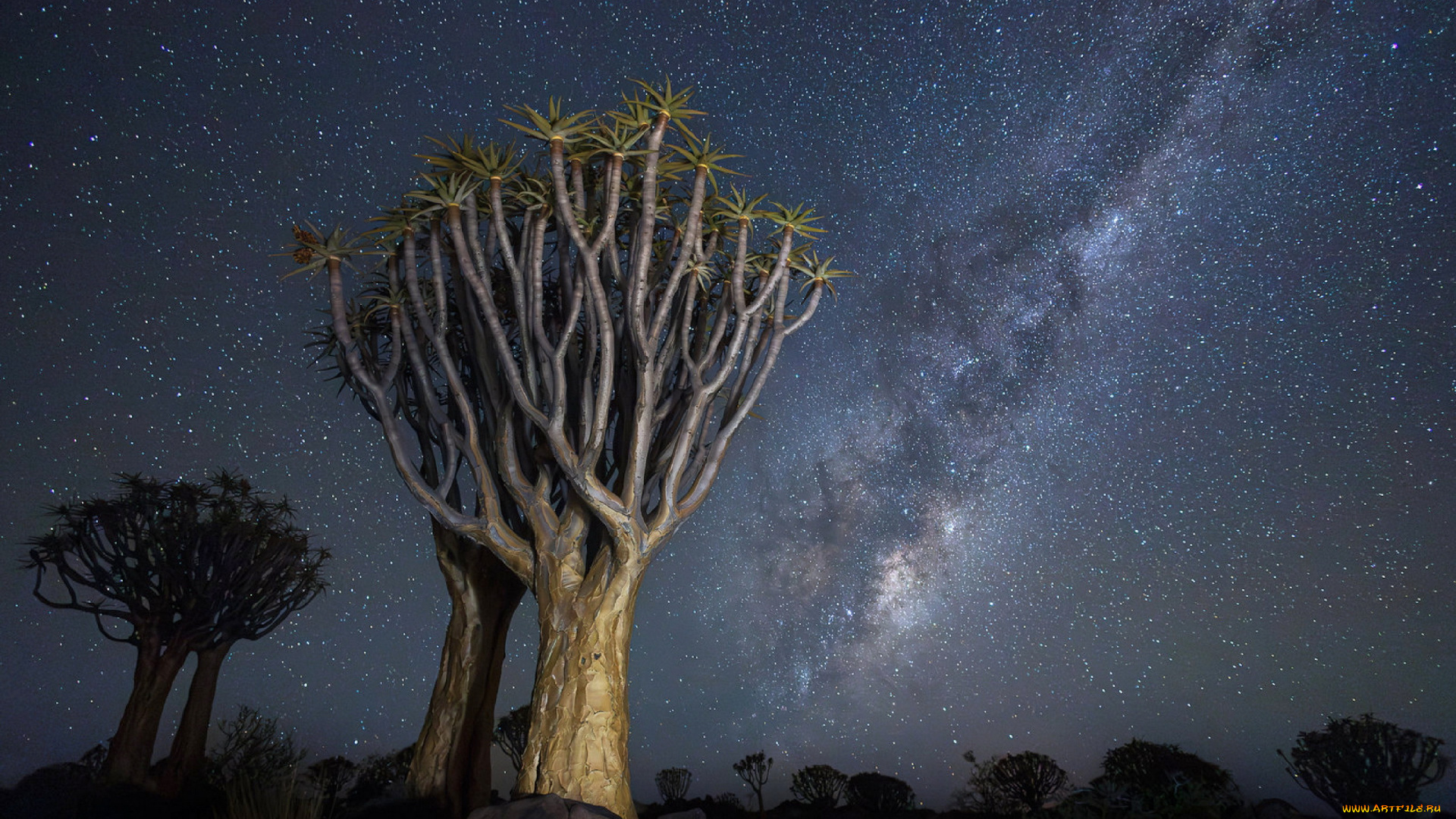 quiver, tree, forest, namibia, природа, деревья, quiver, tree, forest