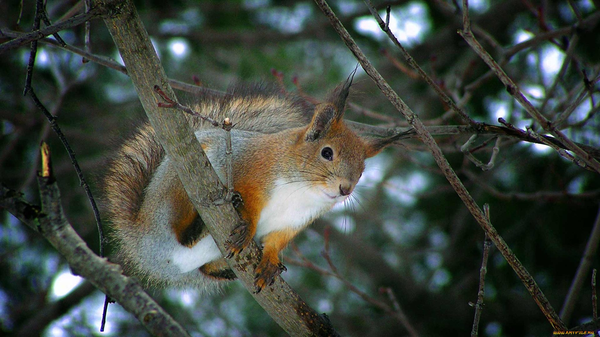 животные, белки