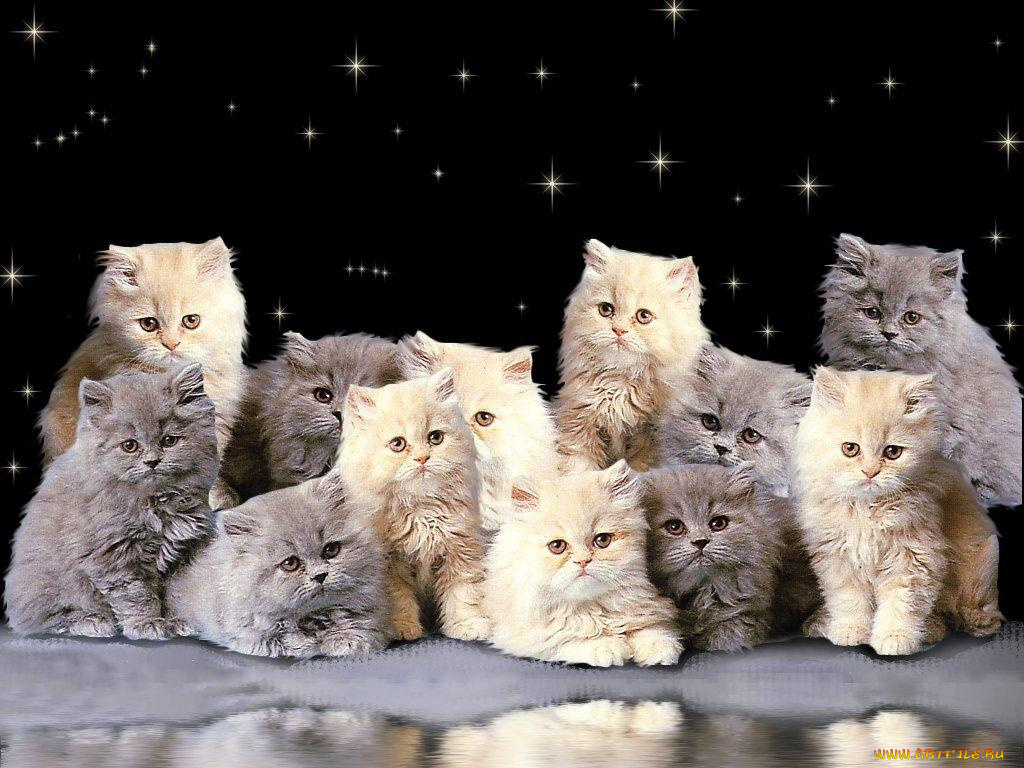 животные, коты