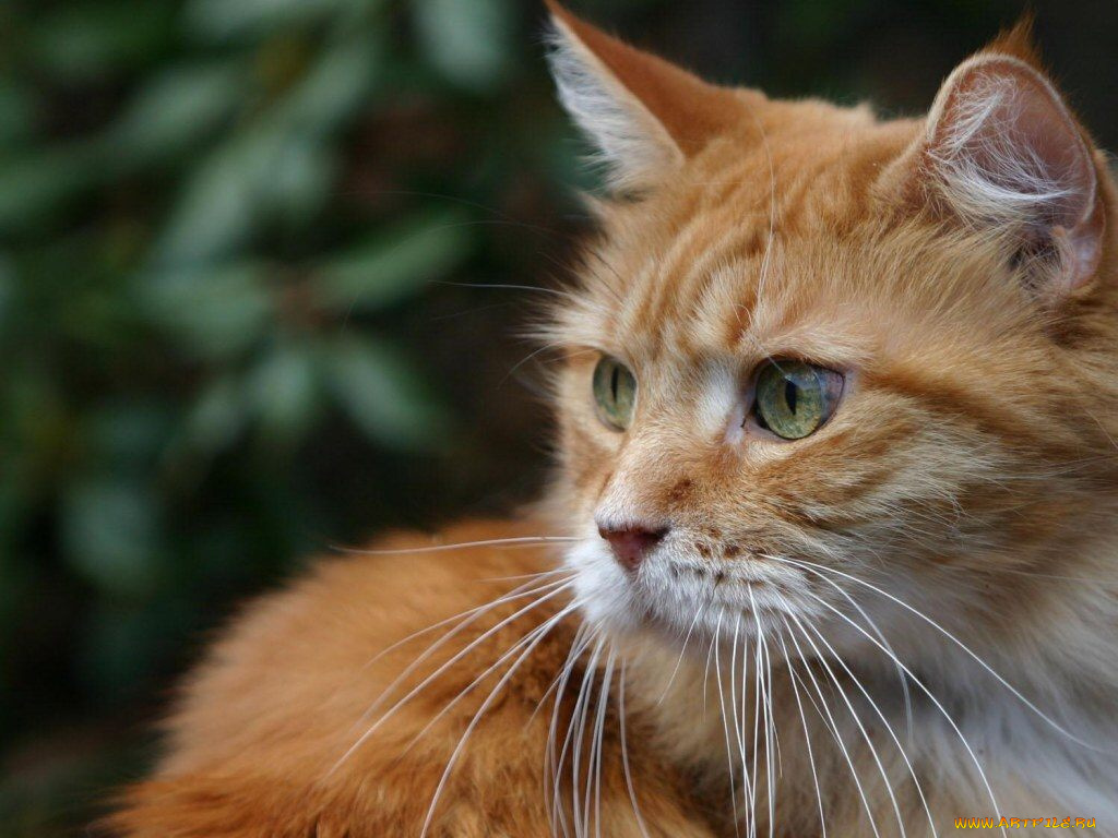 животные, коты