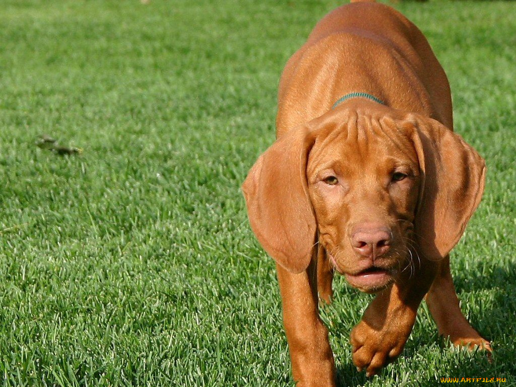 животные, собаки