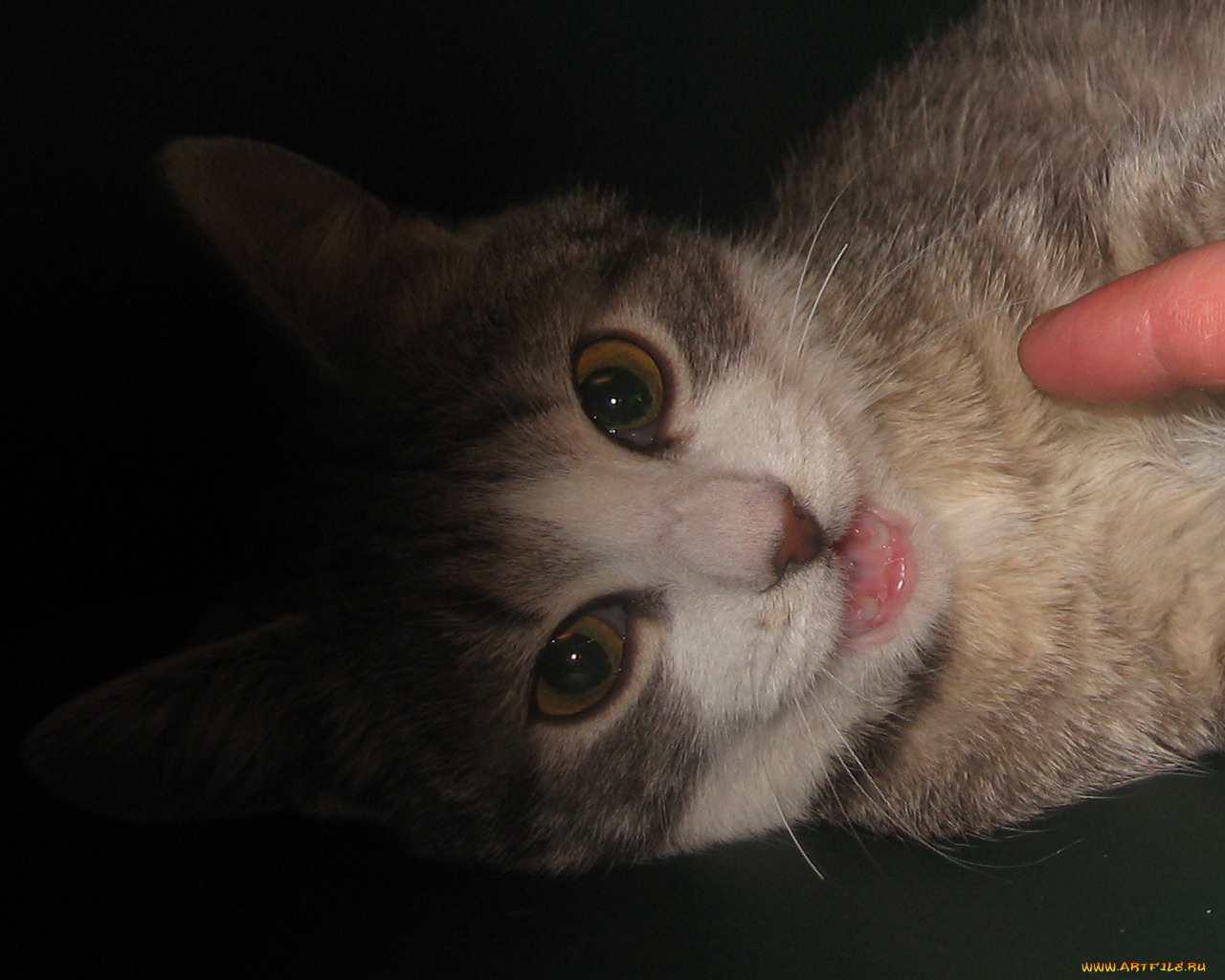 шкода, животные, коты