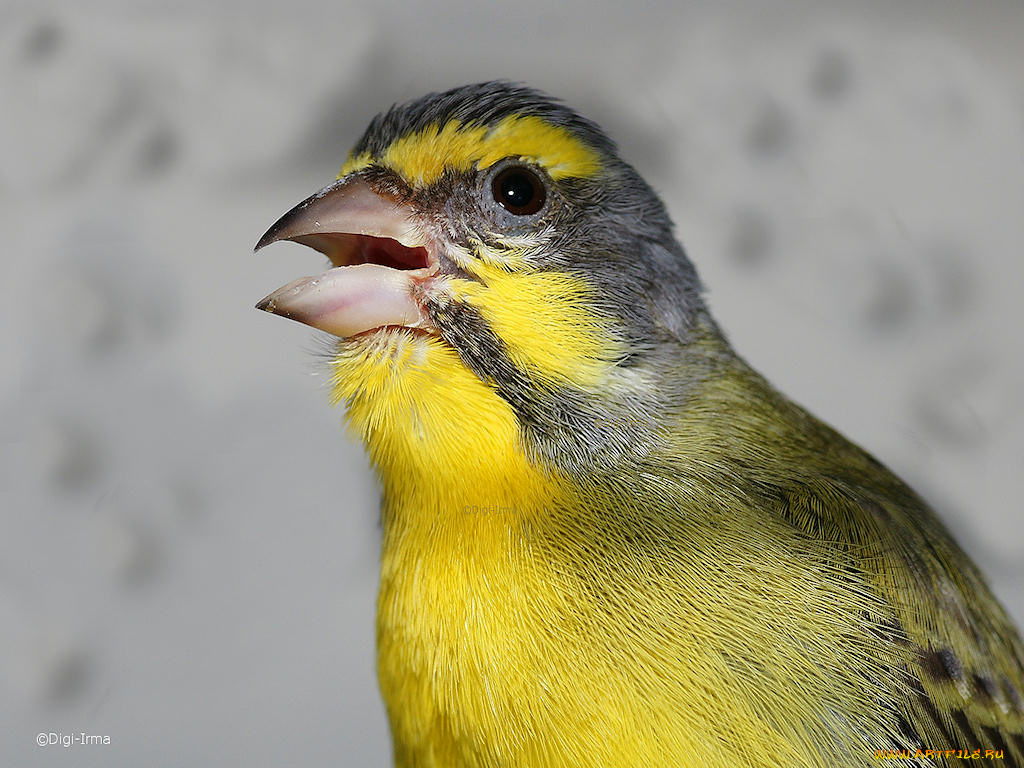 животные, птицы