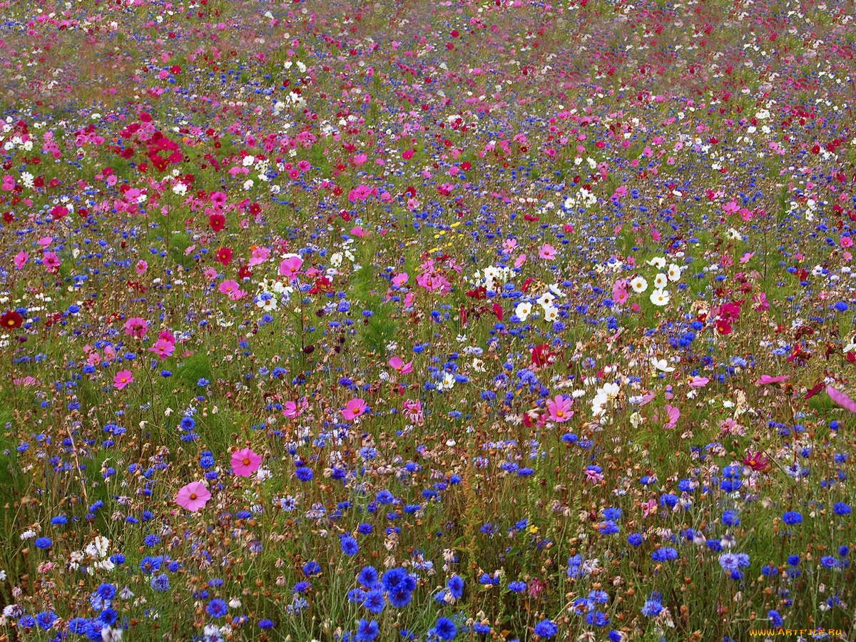 цветы, луговые, полевые