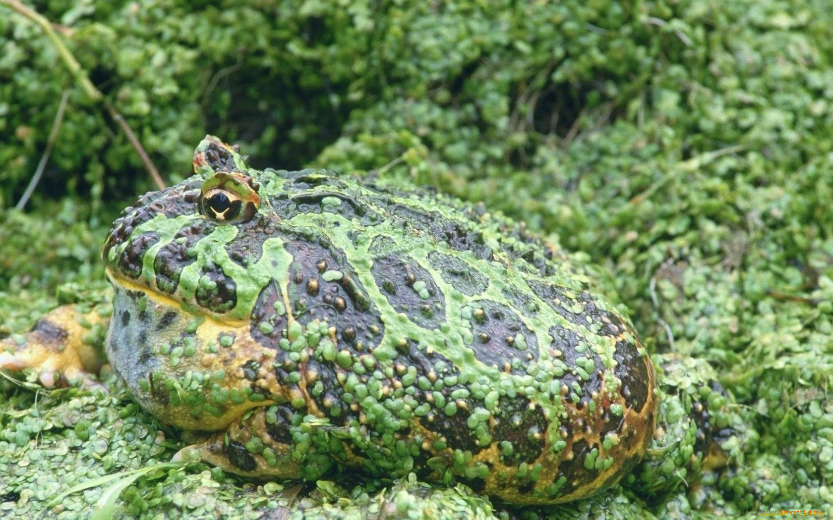 животные, лягушки
