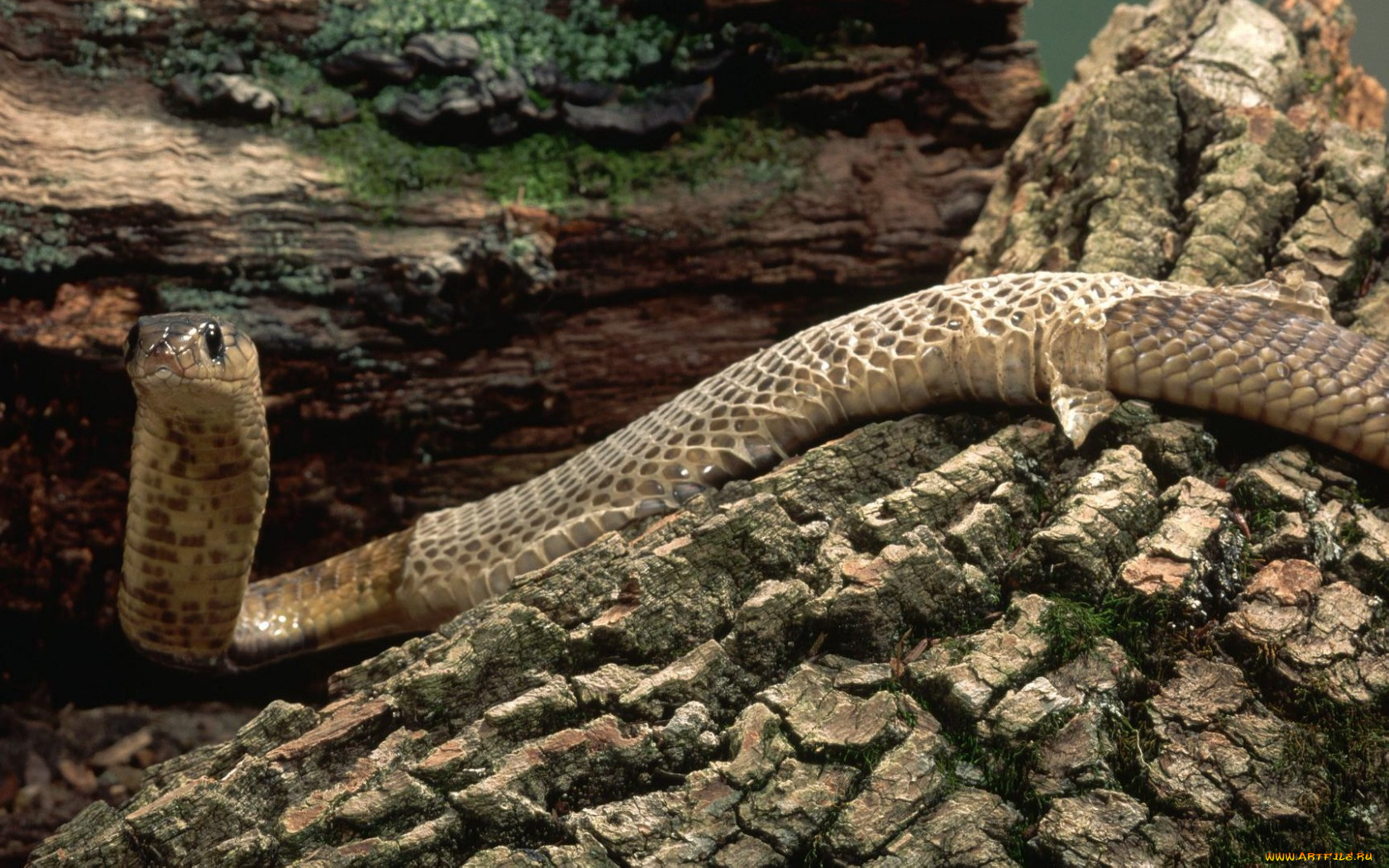 животные, змеи, питоны, кобры