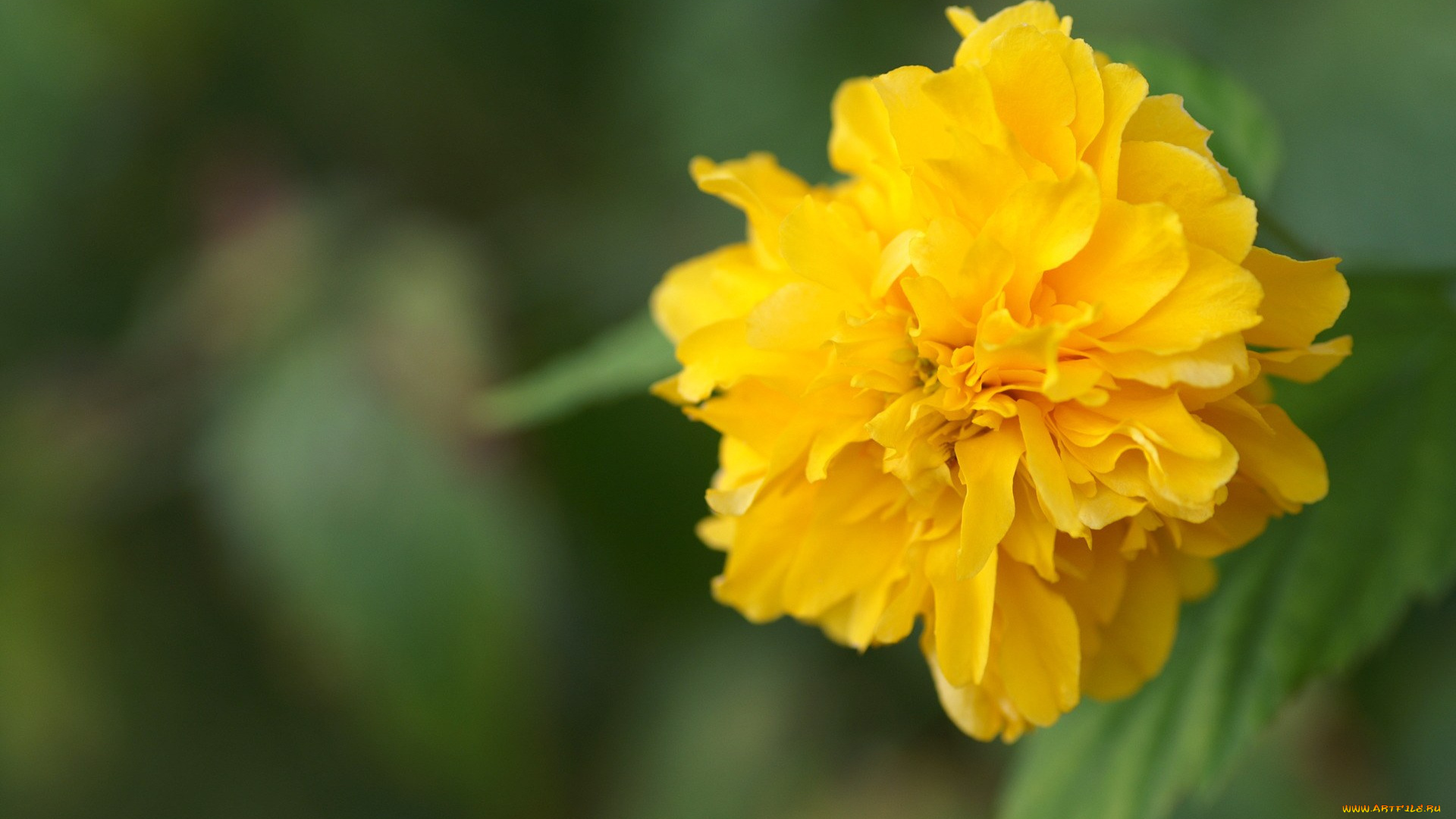 цветы, бархатцы