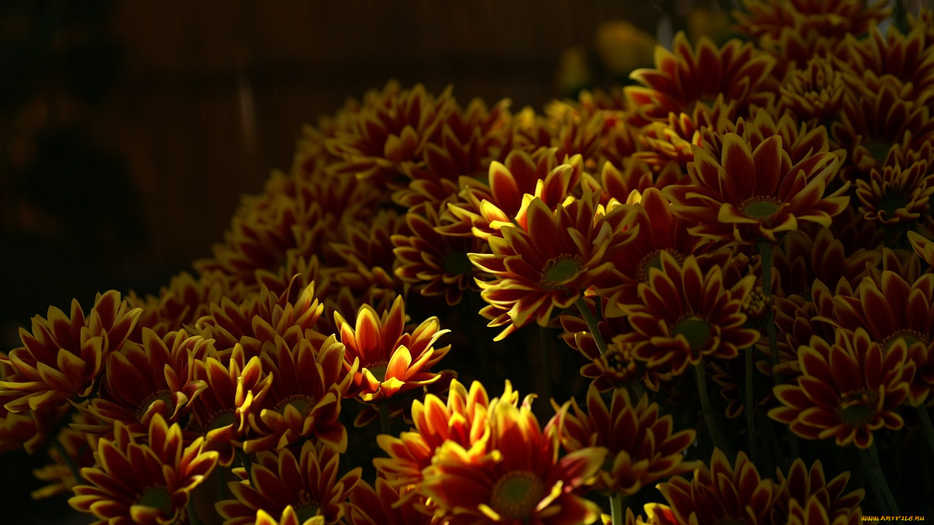 цветы, хризантемы
