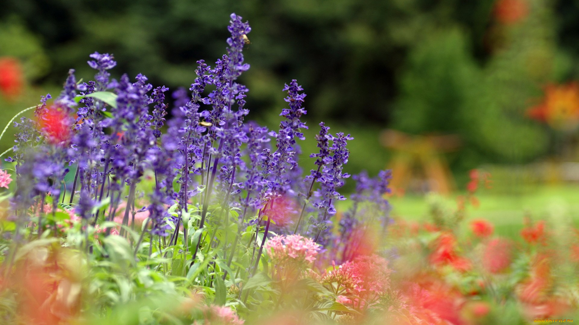 цветы, луговые, полевые