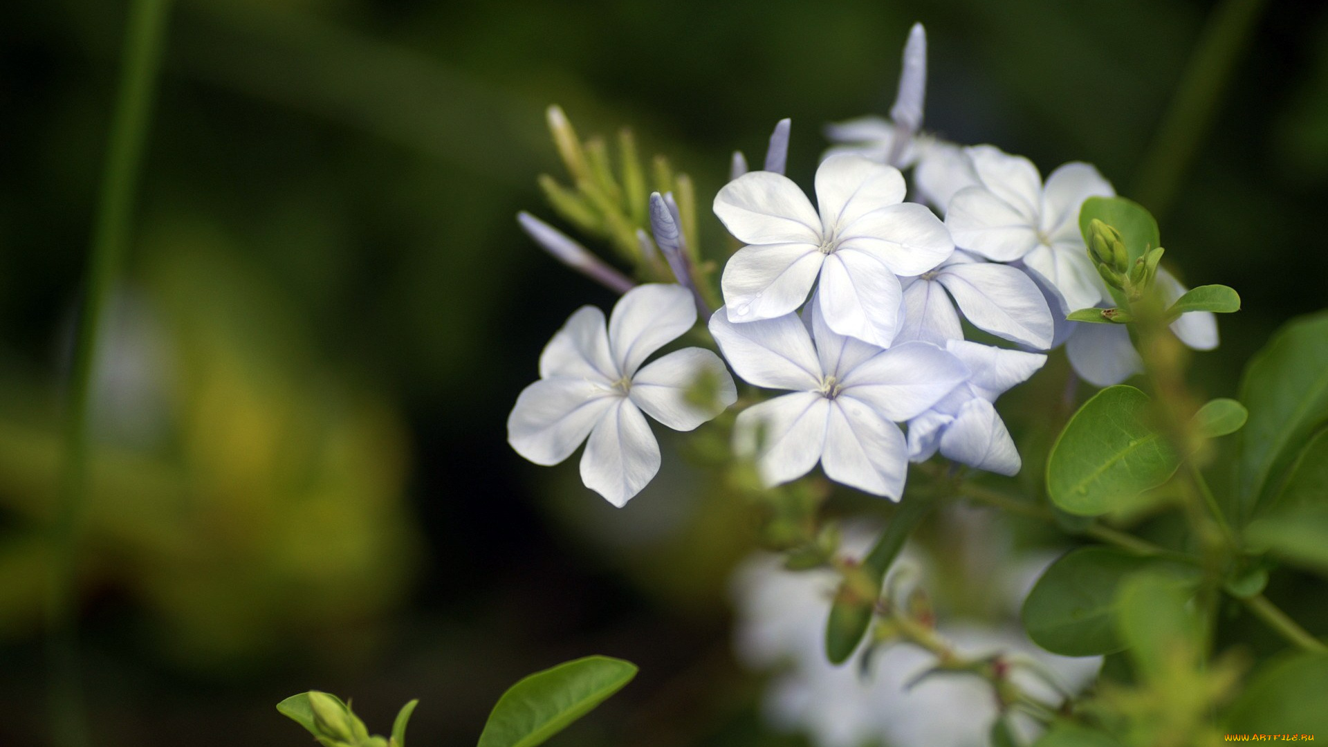 цветы, плюмбаго, свинчатка