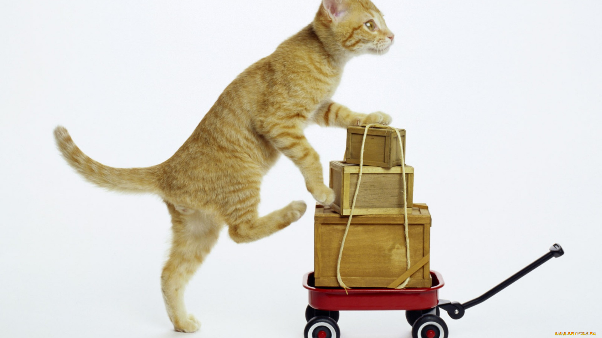 животные, коты