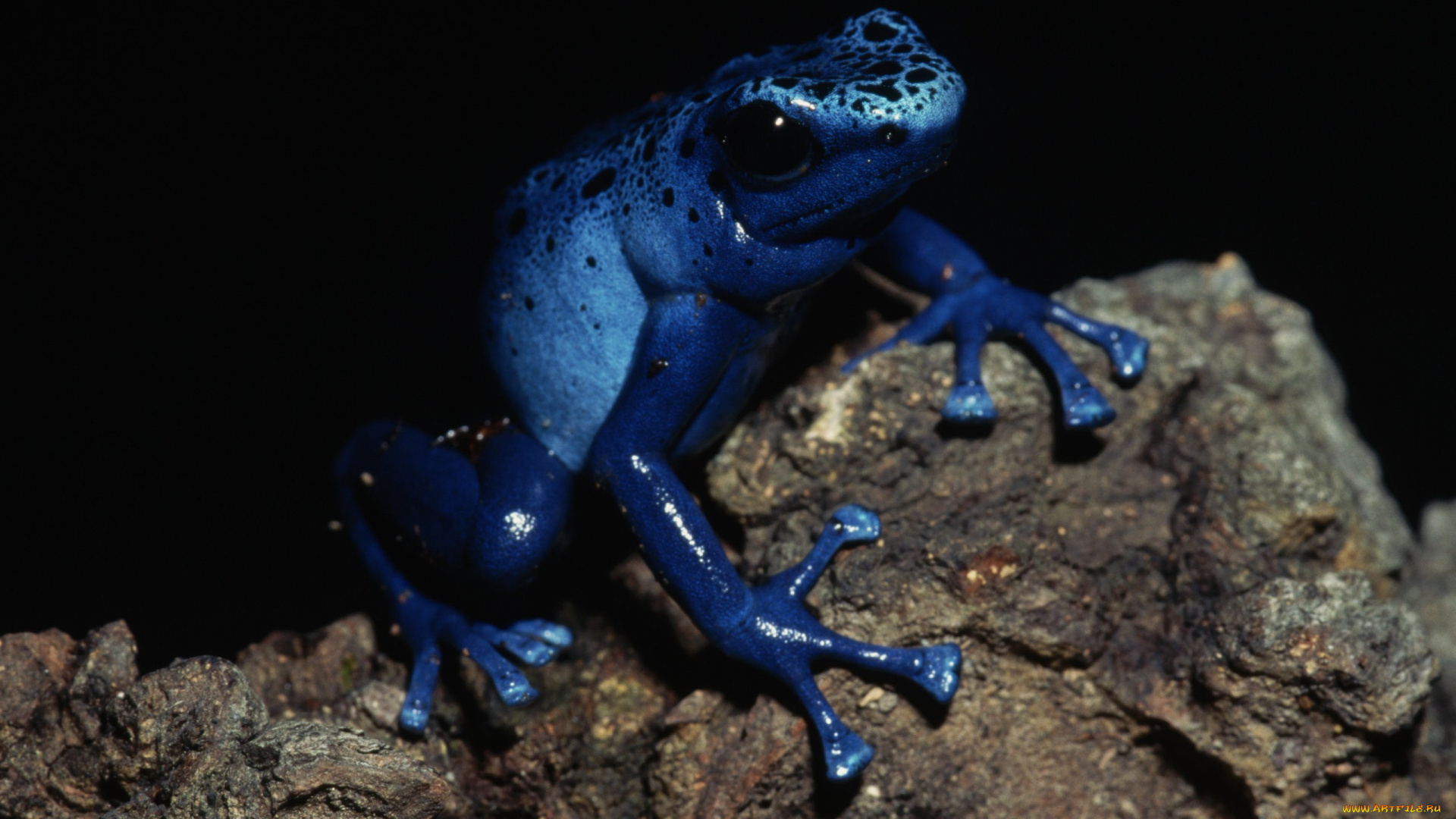 животные, лягушки