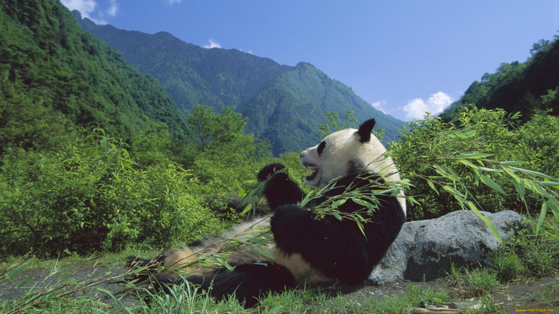 животные, панды