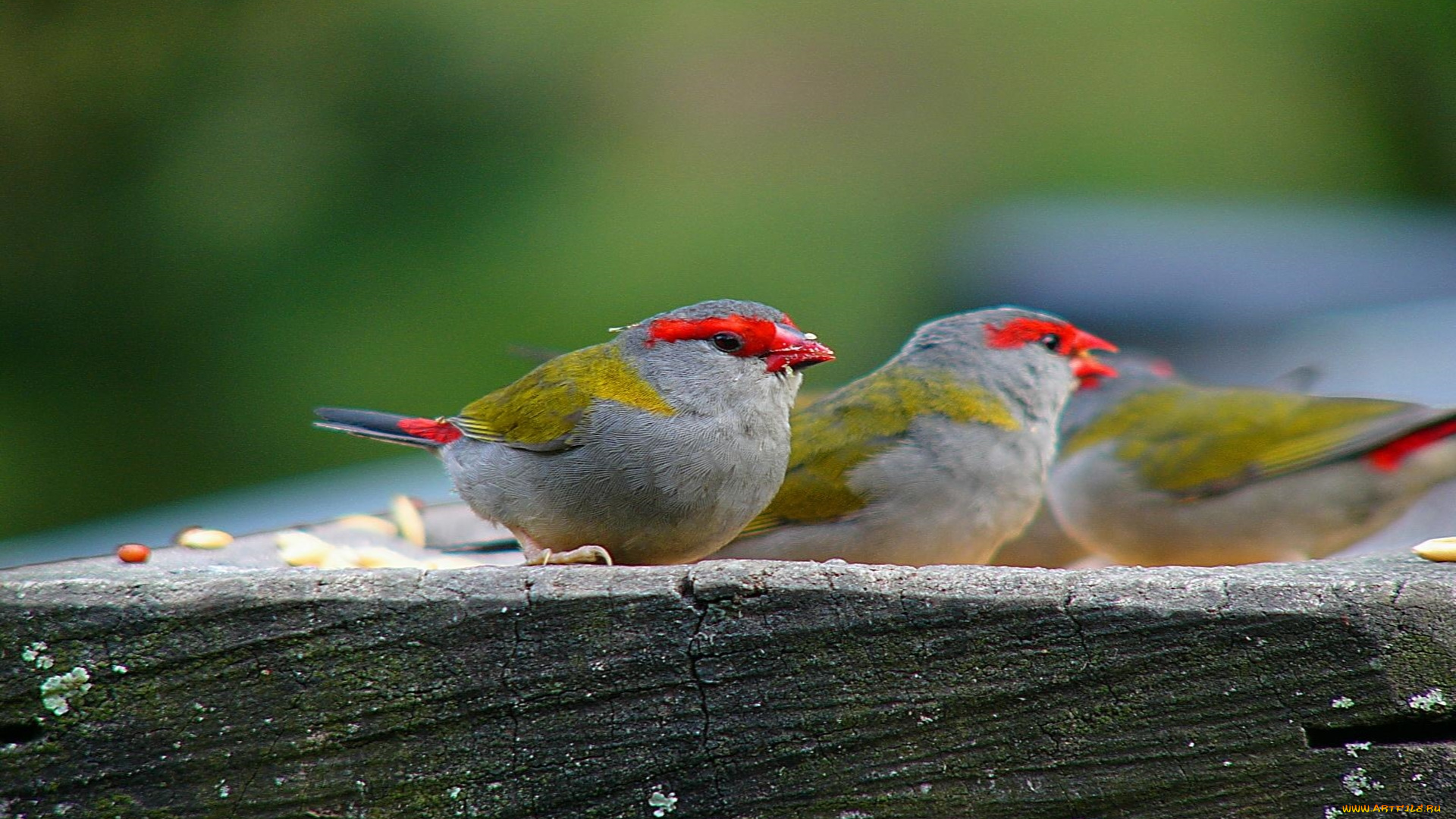 животные, птицы
