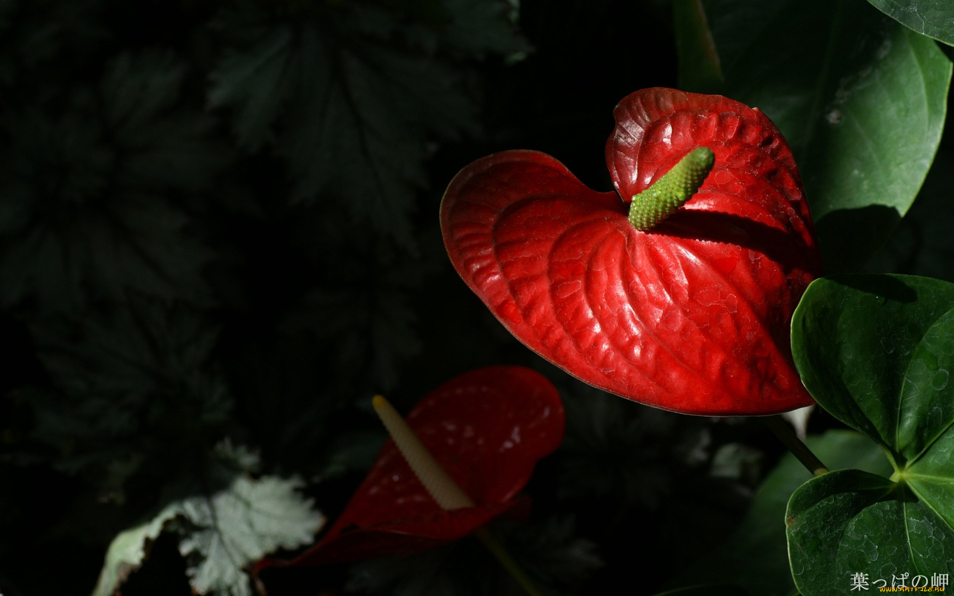 цветы, антуриум, цветок, фламинго