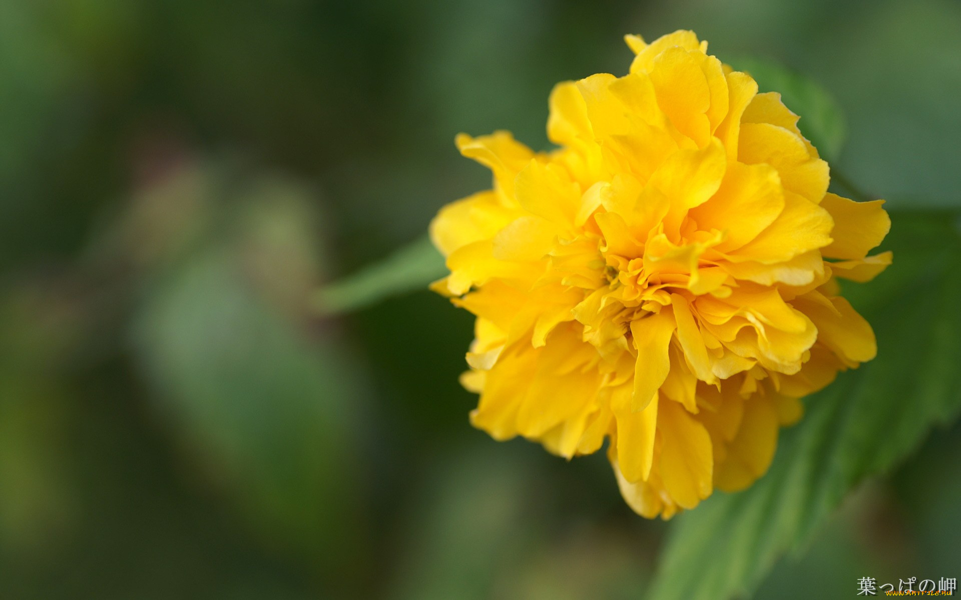 цветы, бархатцы