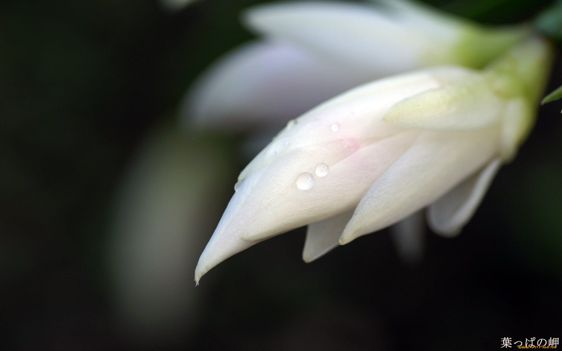 цветы, кактусы