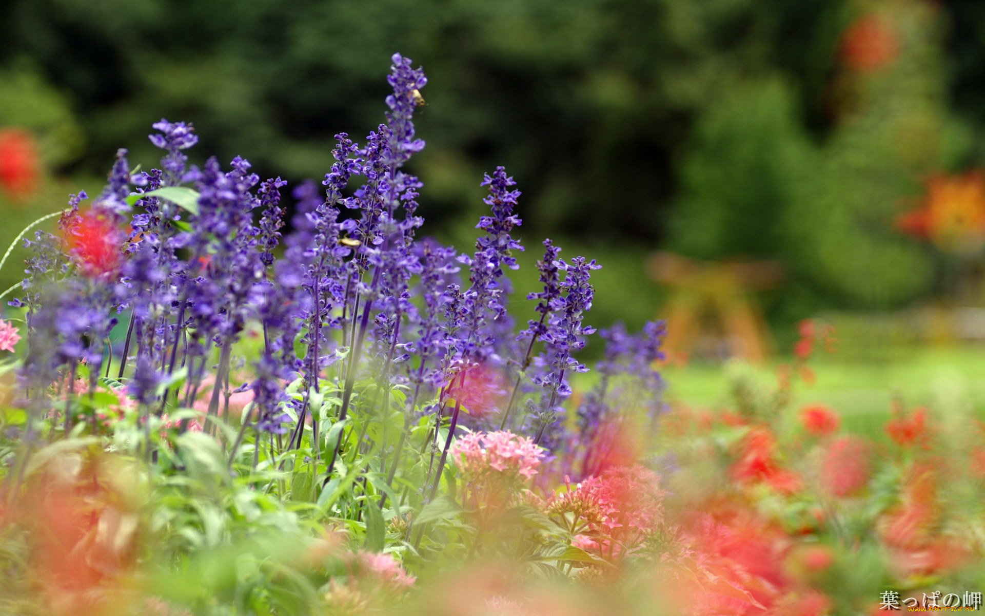 цветы, луговые, полевые