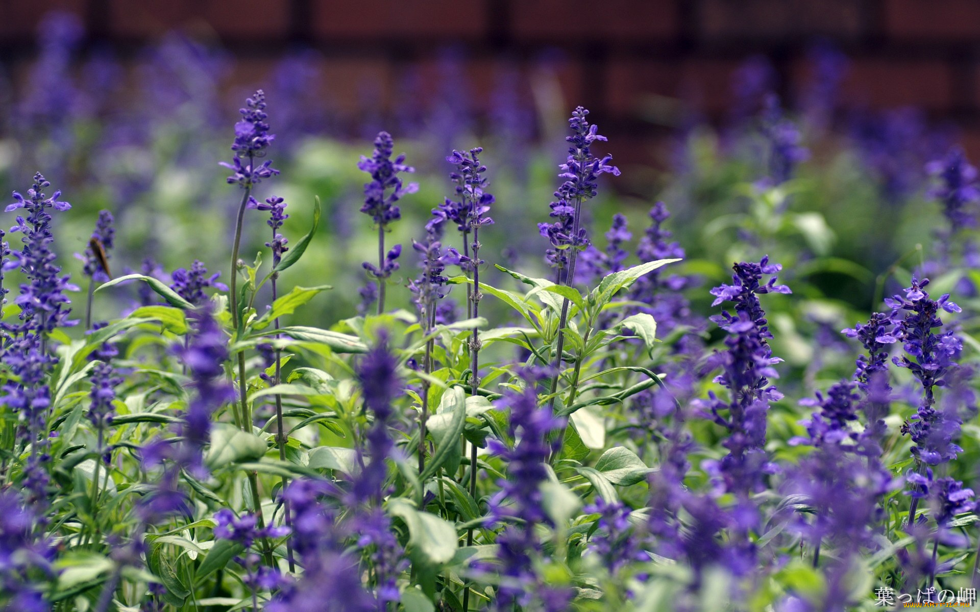 цветы, луговые, полевые