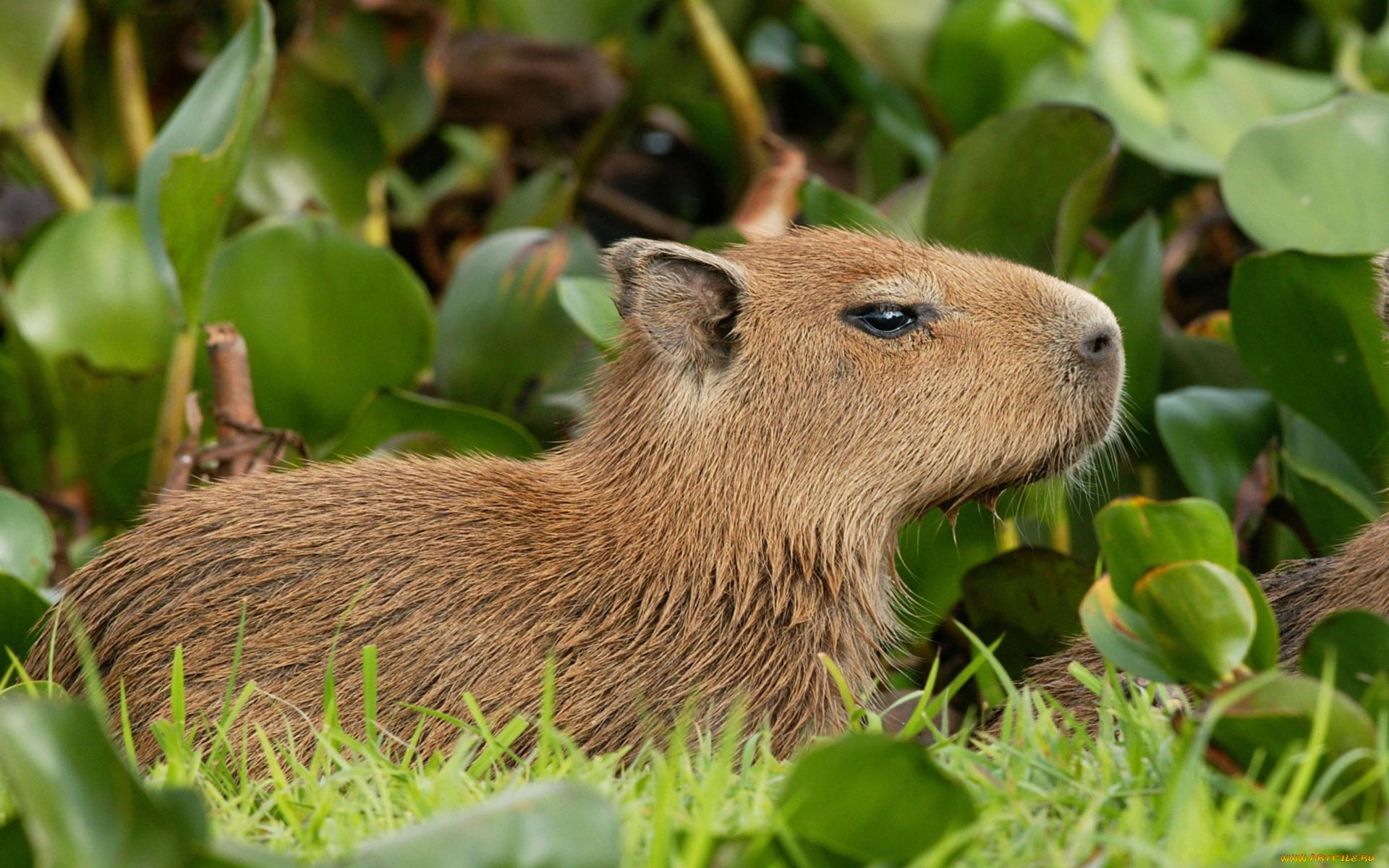 животные, капибары