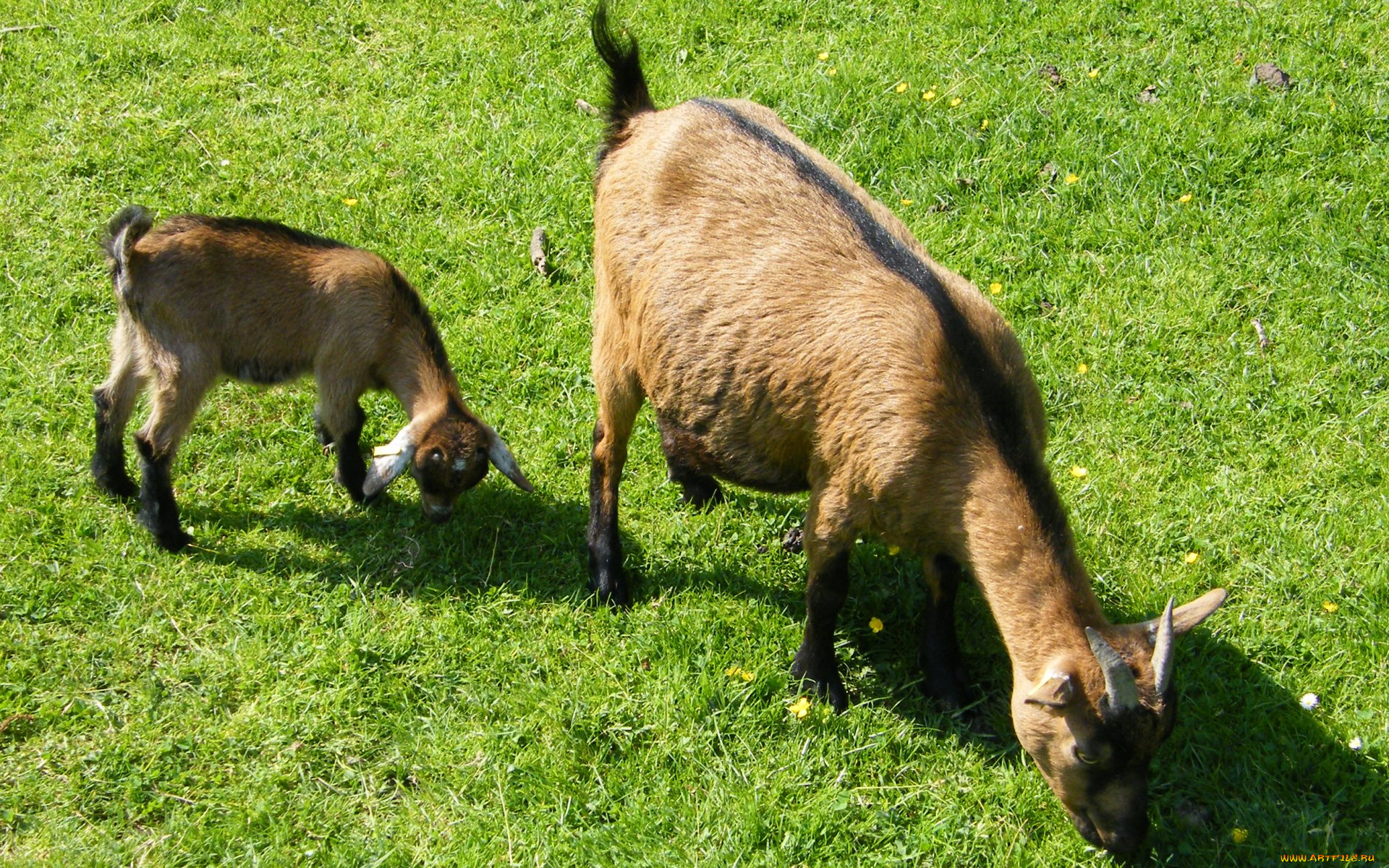 животные, козы