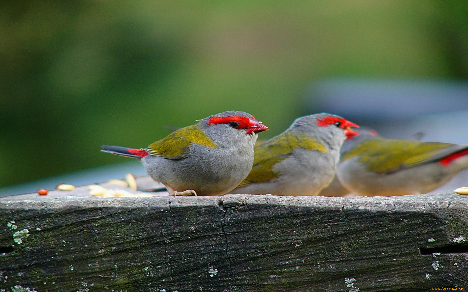 животные, птицы