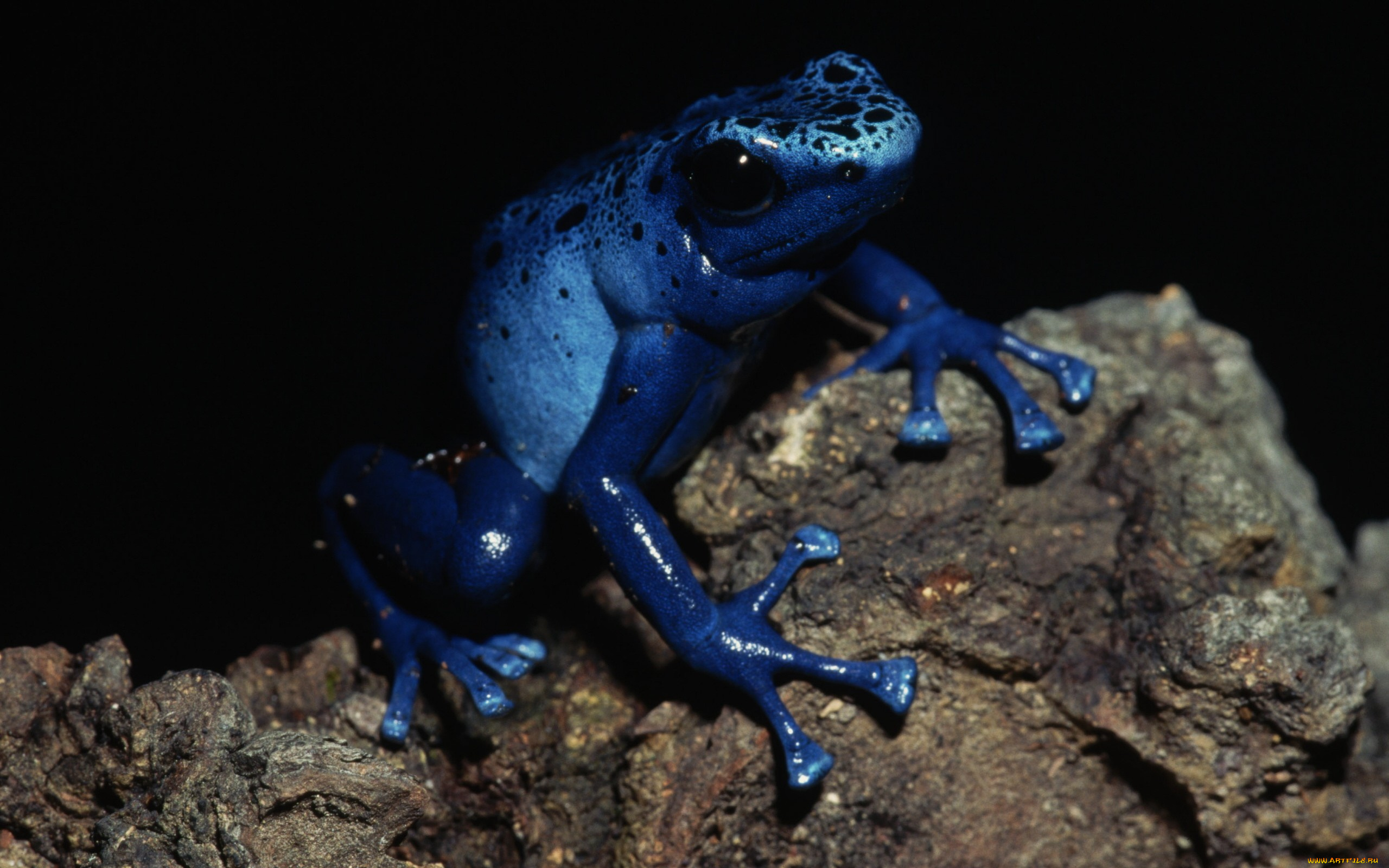 животные, лягушки