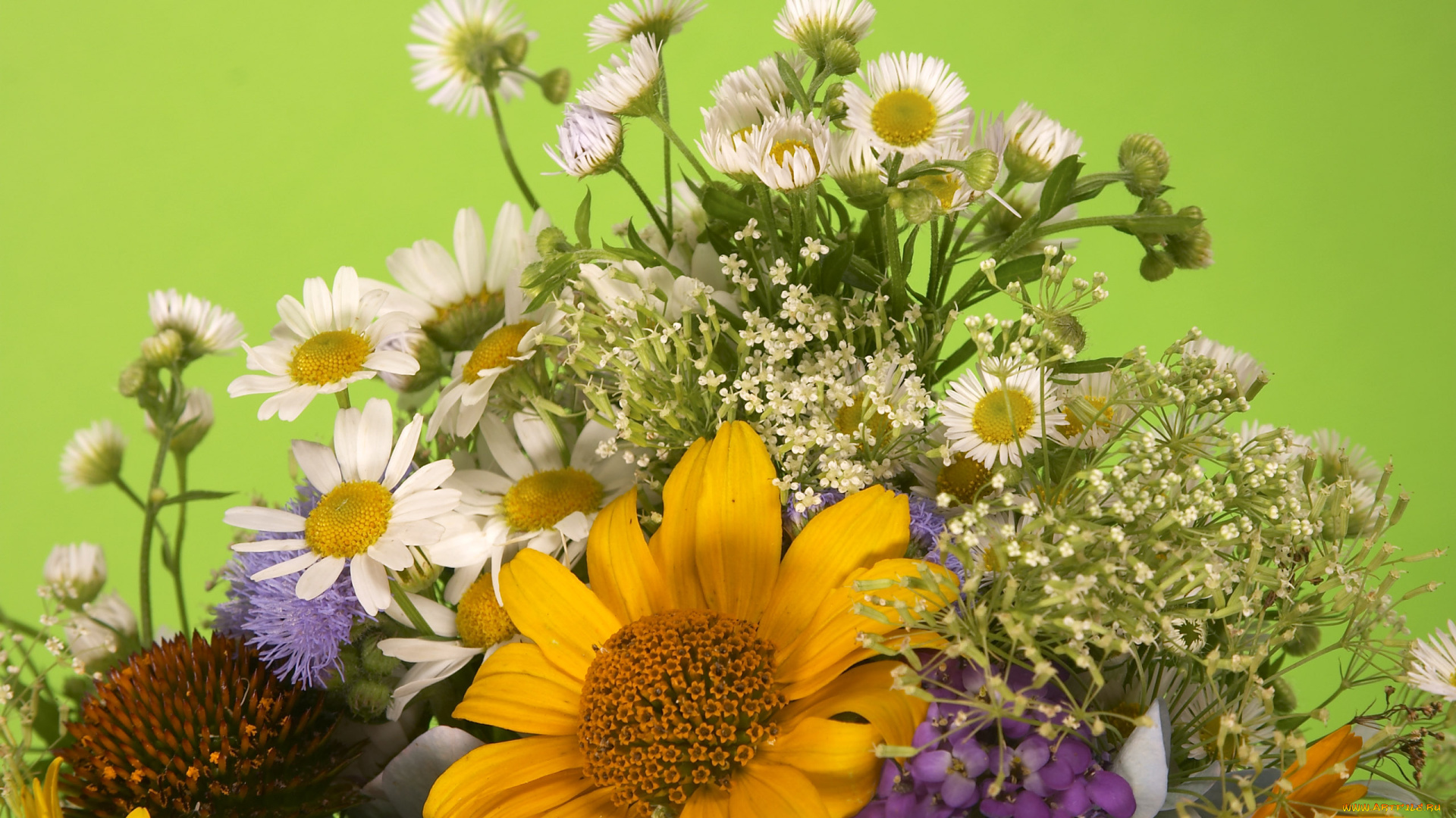 цветы, букеты, композиции