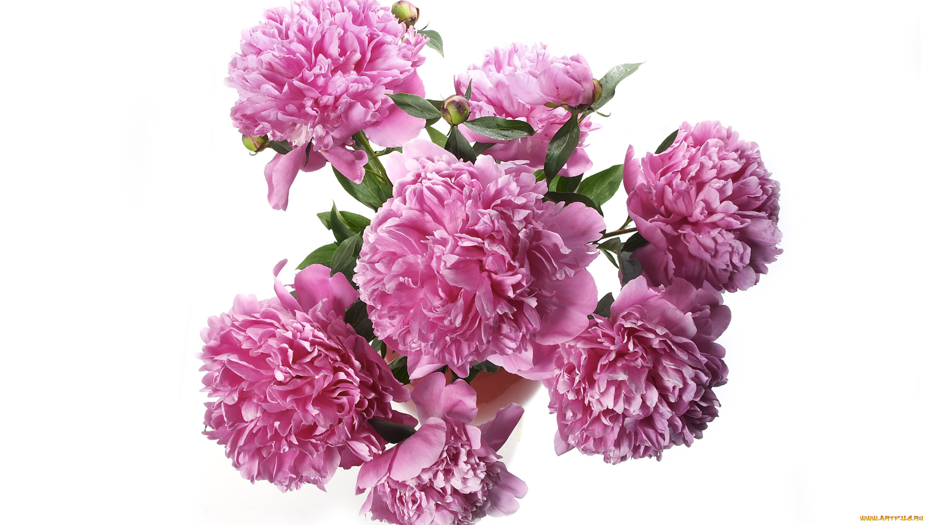 цветы, пионы