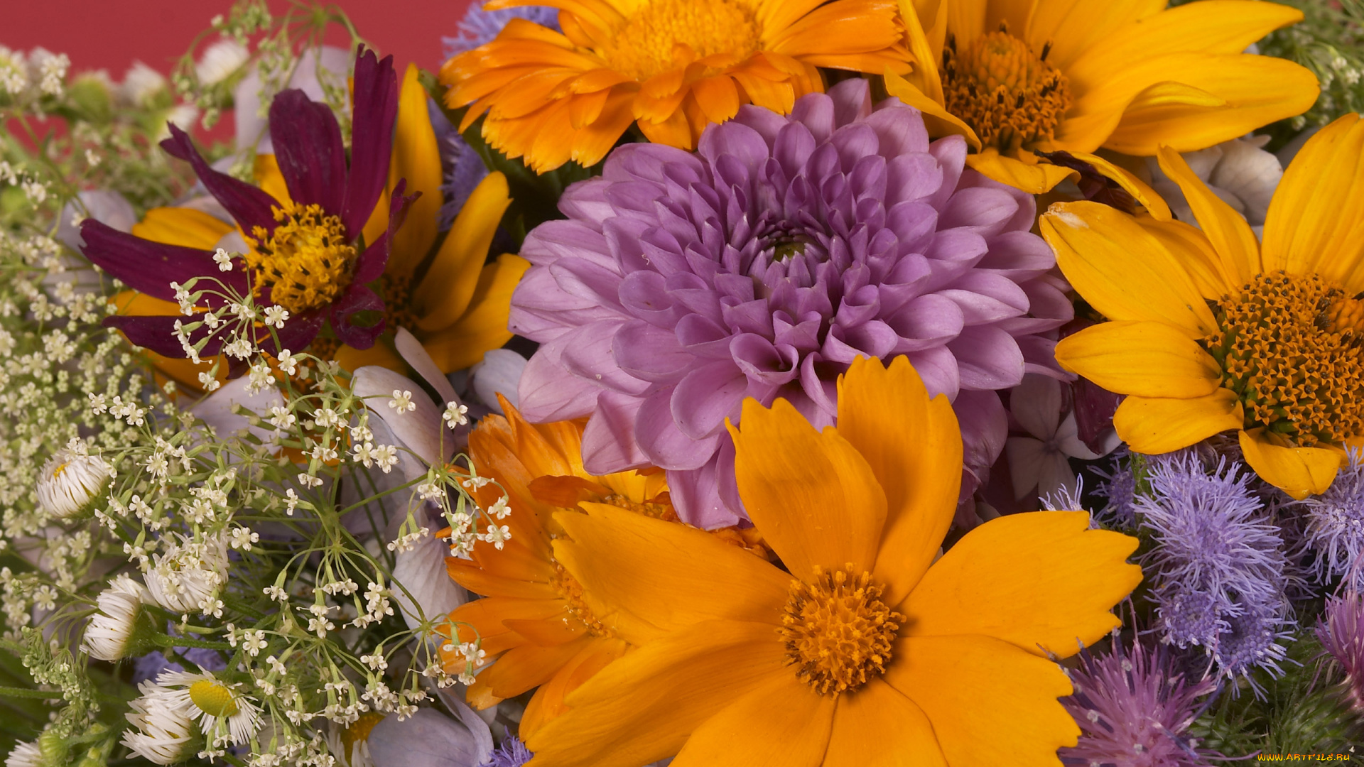 цветы, разные, вместе
