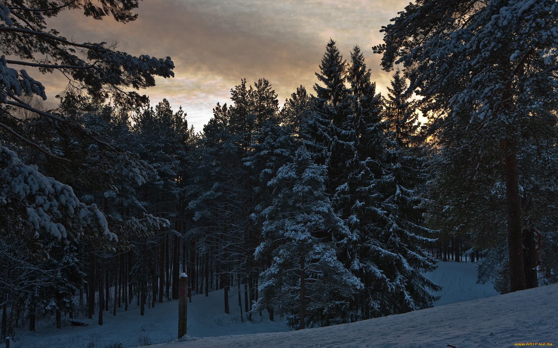 природа, лес