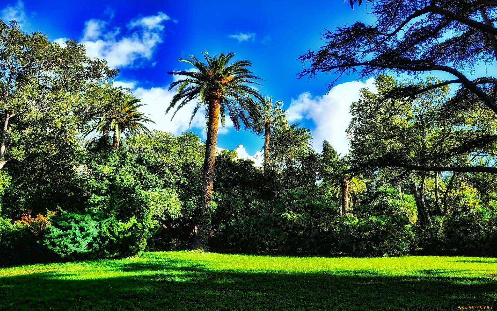 природа, тропики