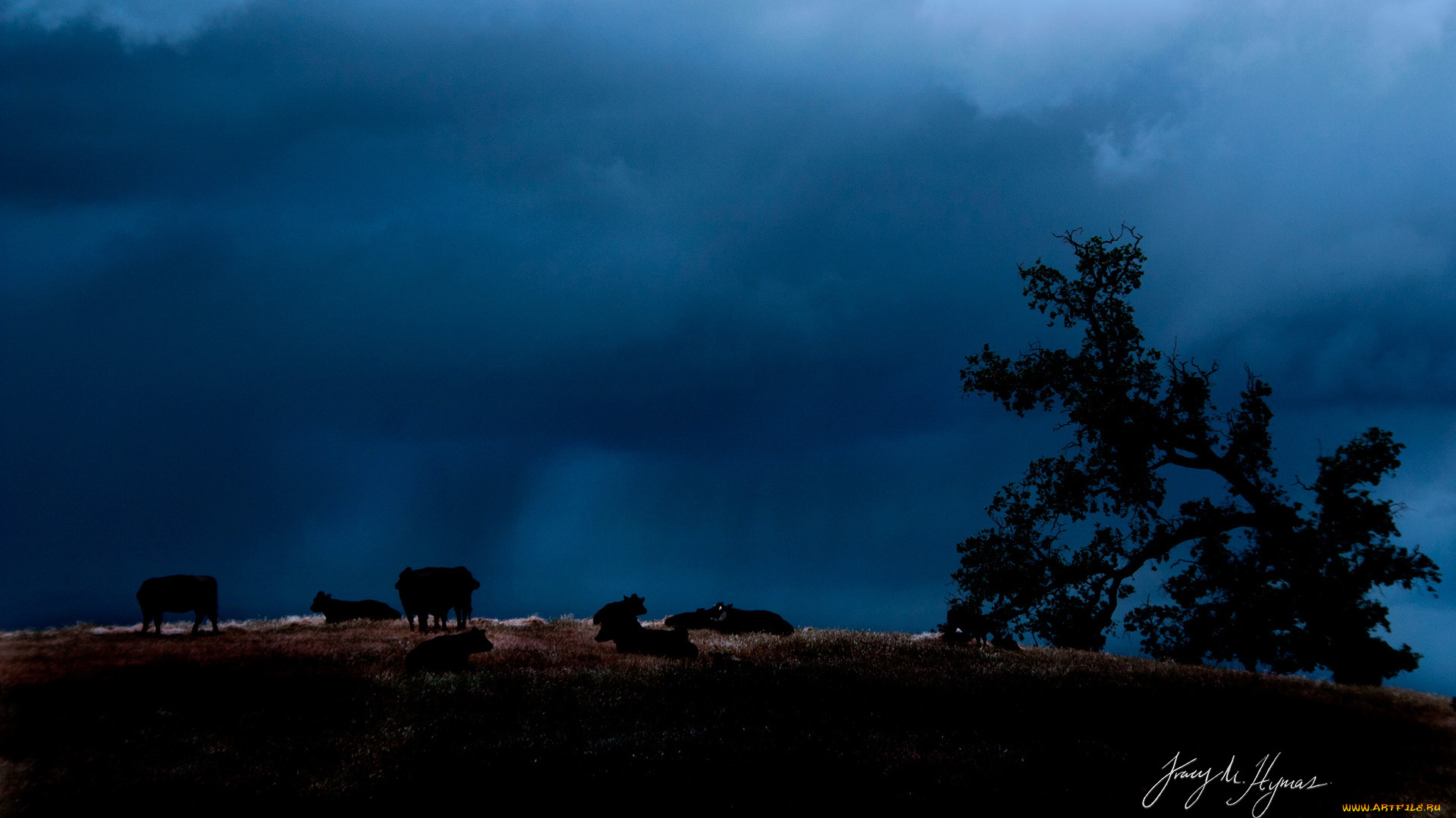 животные, коровы, буйволы, вечер, тучи
