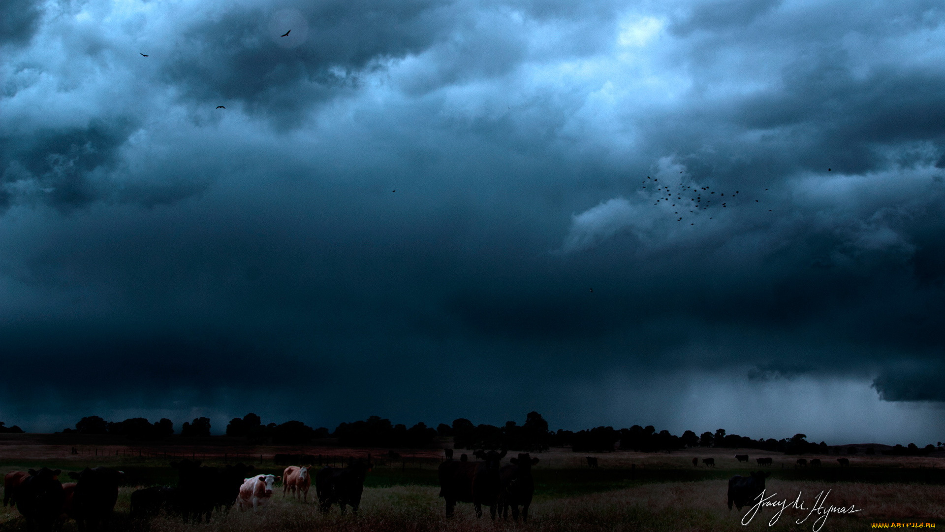 животные, коровы, буйволы, вечер, тучи