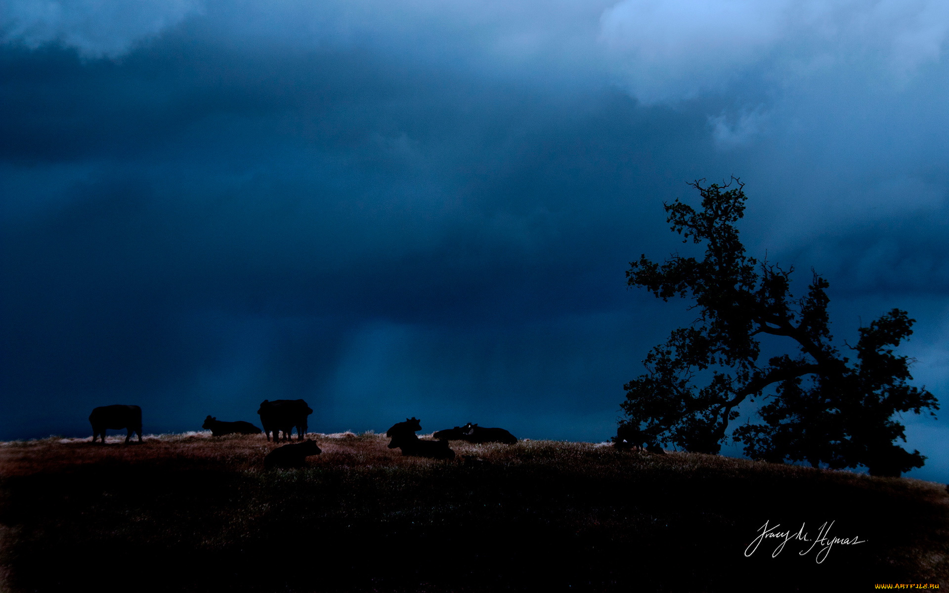 животные, коровы, буйволы, вечер, тучи