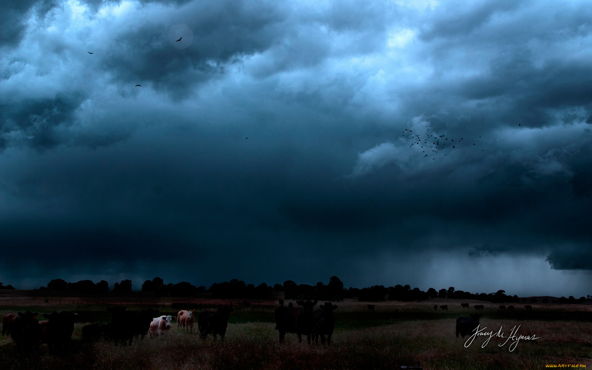 животные, коровы, буйволы, вечер, тучи