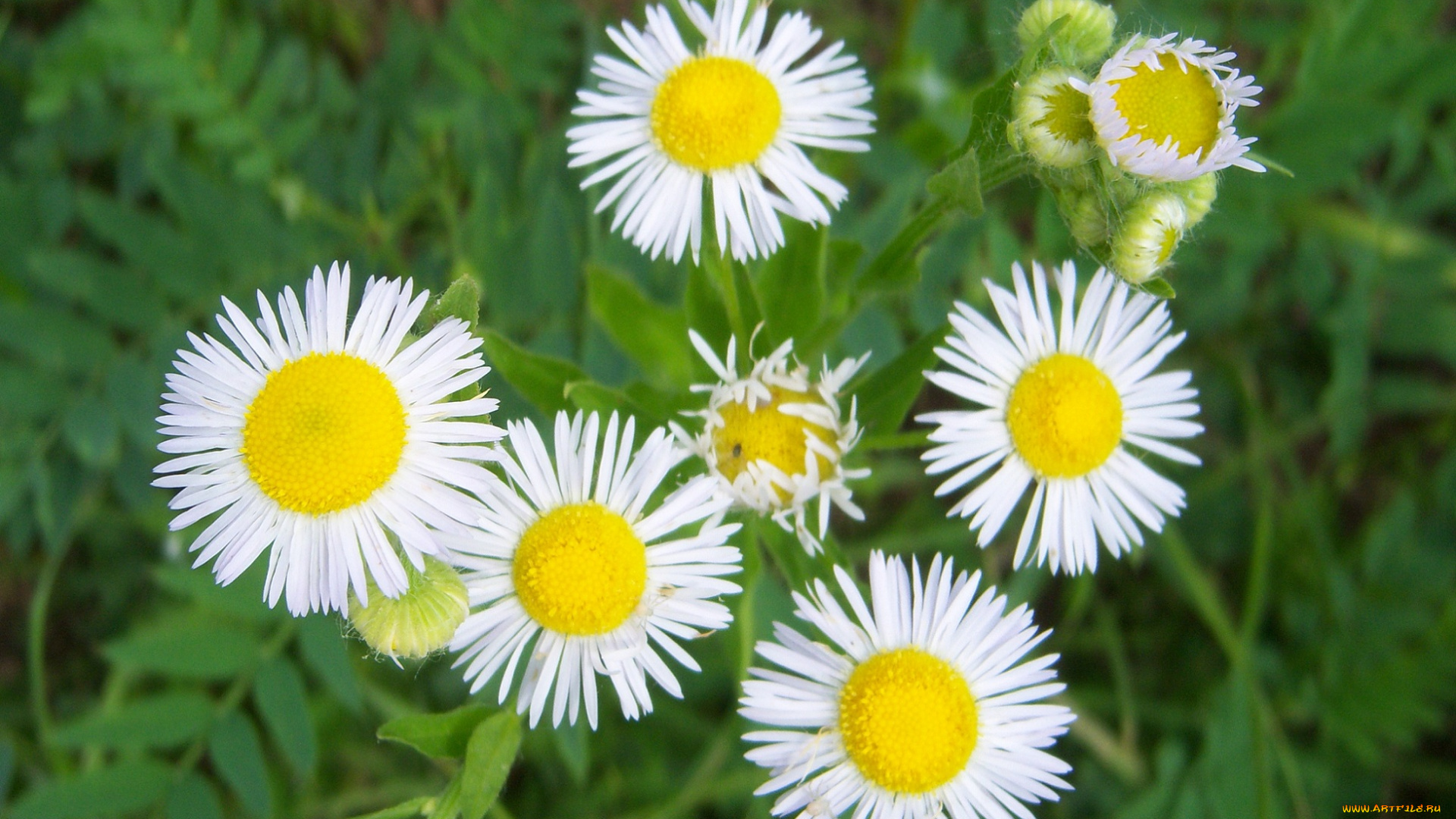 цветы, астры, белые, луговые, лепестки-иголки