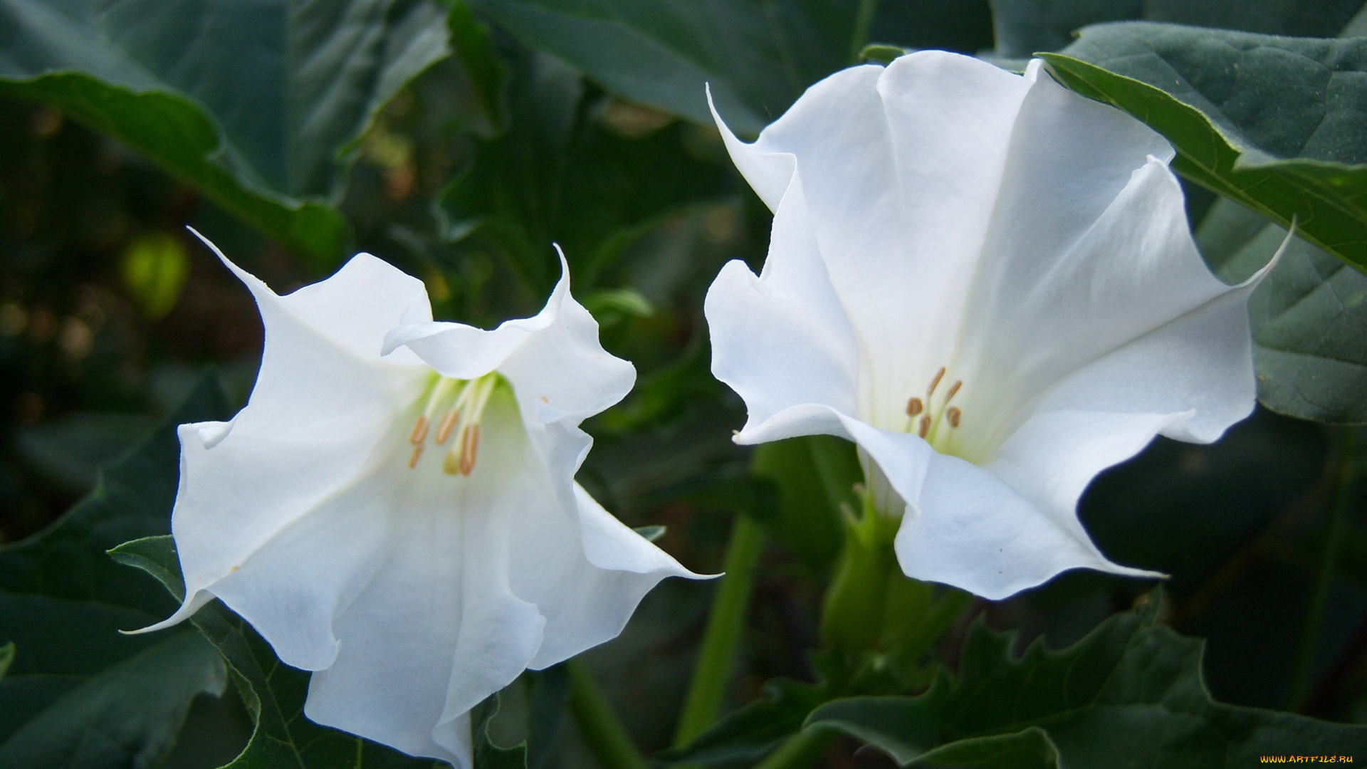 цветы, бругмансия, , дурман, , трубы, ангела, листья, два, белые, грамофончики
