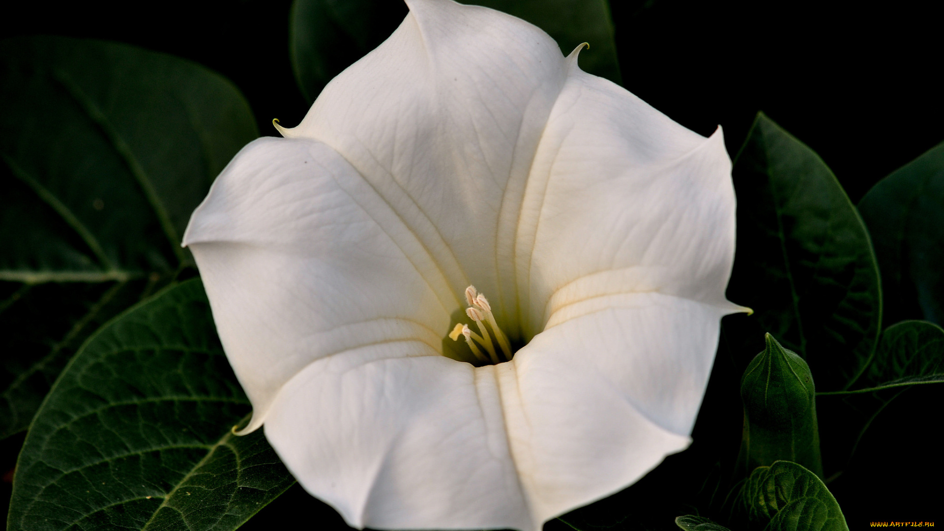 цветы, бругмансия, , дурман, , трубы, ангела