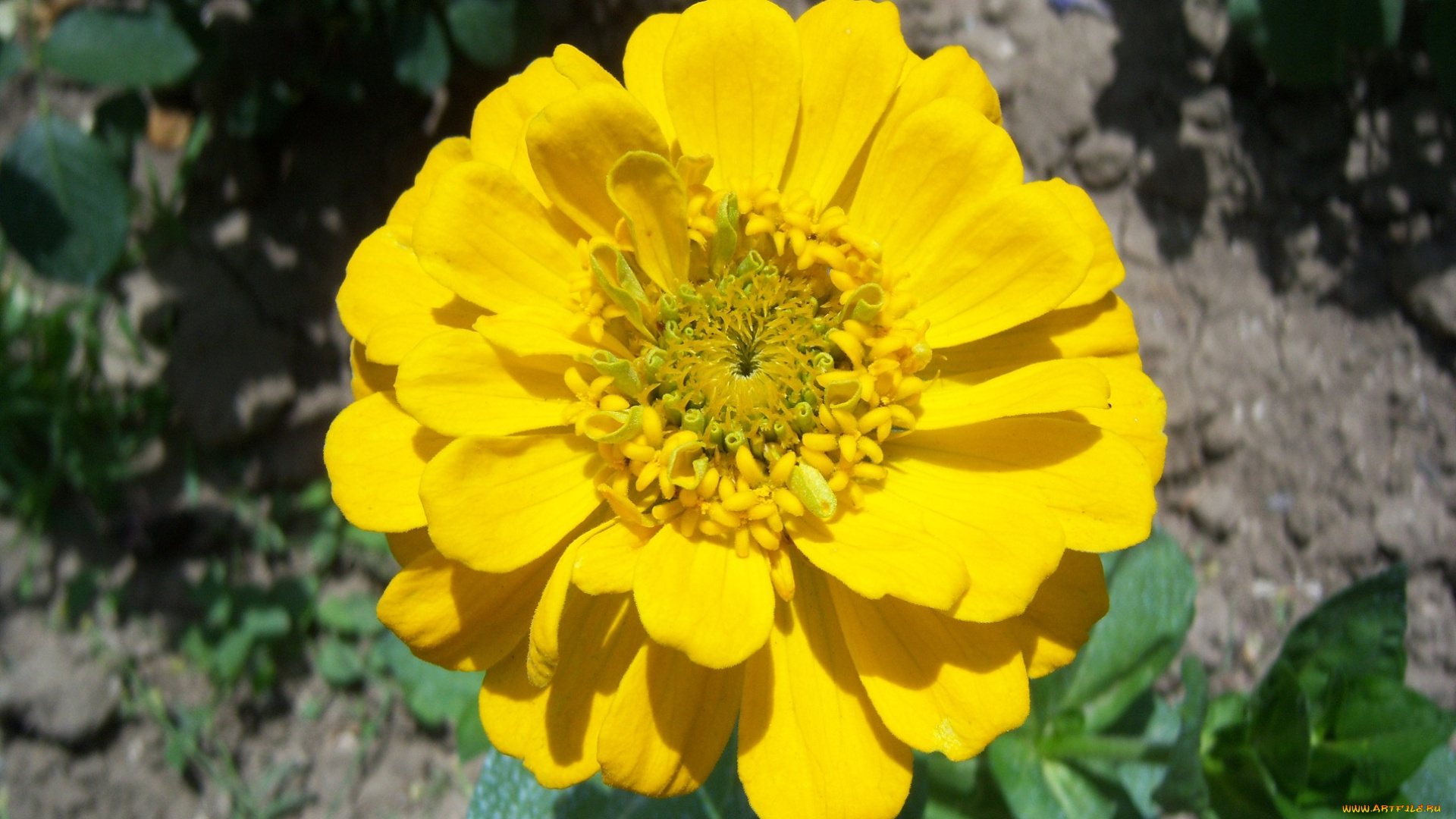 цветы, цинния, жёлтый, паныч, лепестки, один