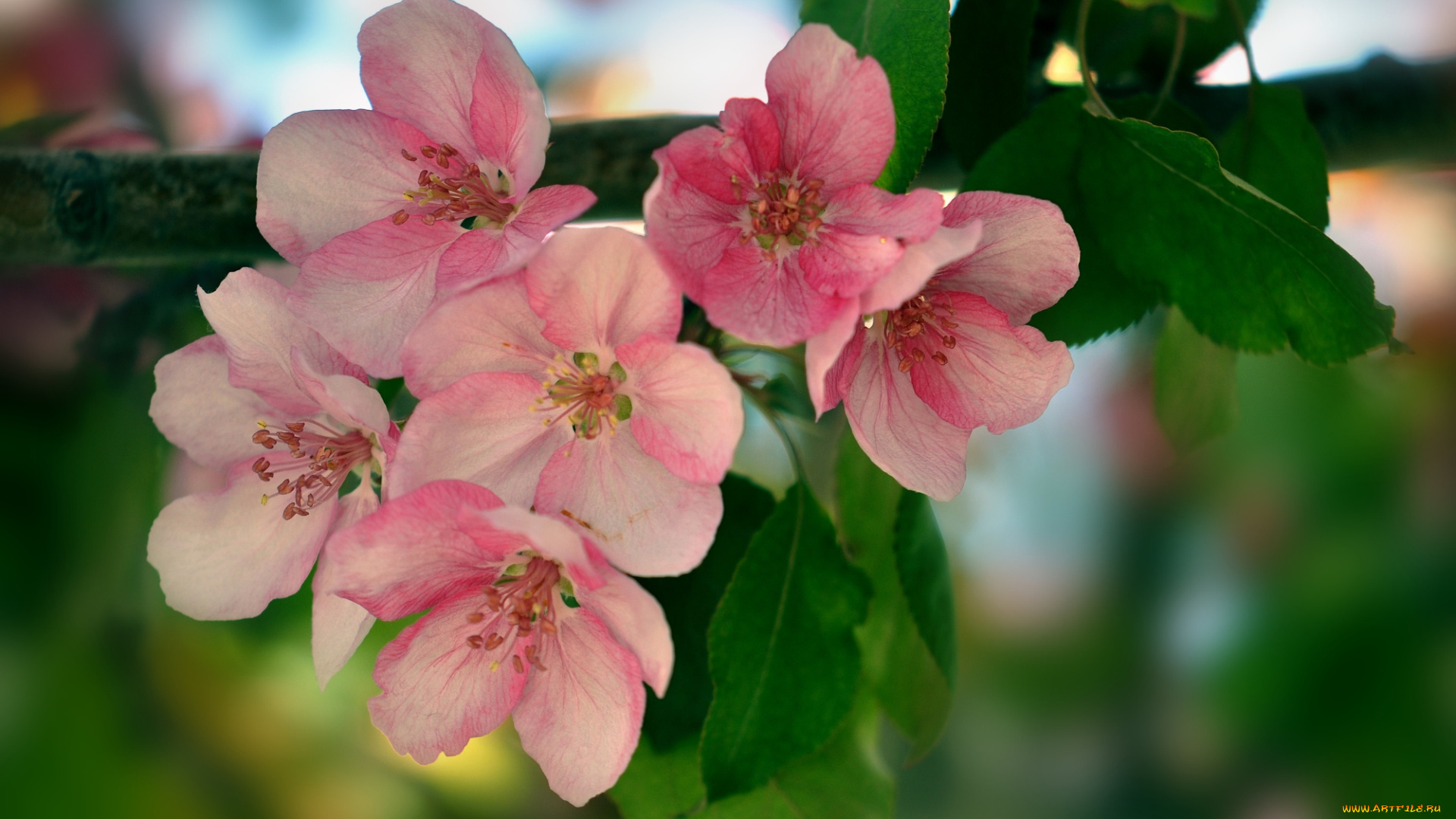 цветы, цветущие, деревья, , , кустарники, листья, ветка, дерево