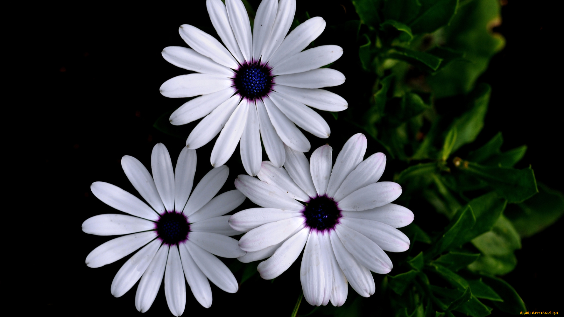 цветы, диморфотеки, цинерария, белая