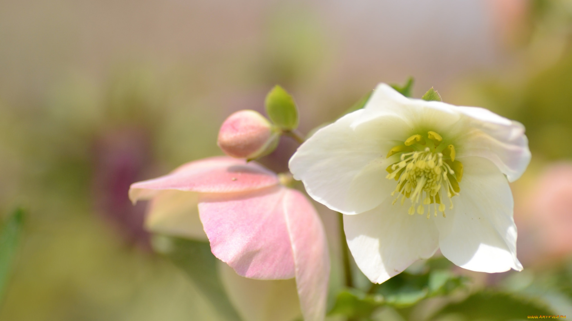 цветы, геллеборус, , морозник, нежность