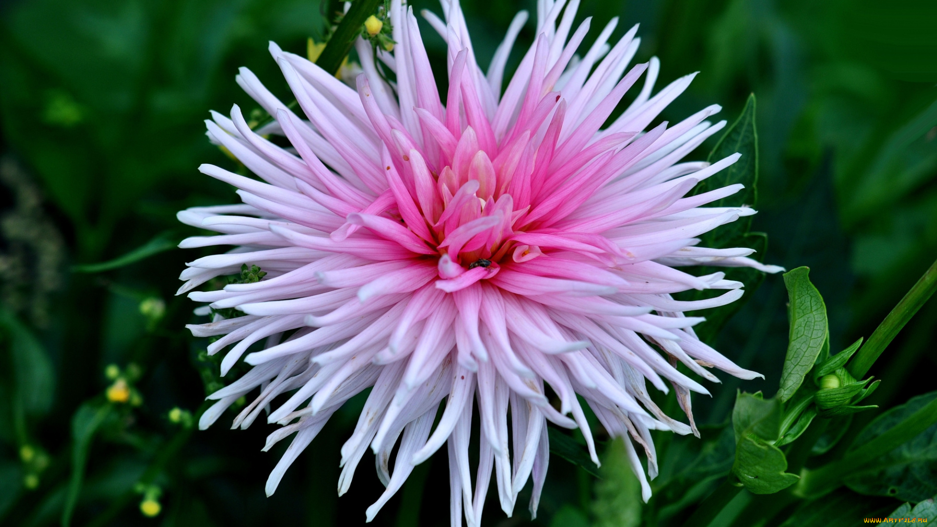 цветы, георгины, светлый, георгин