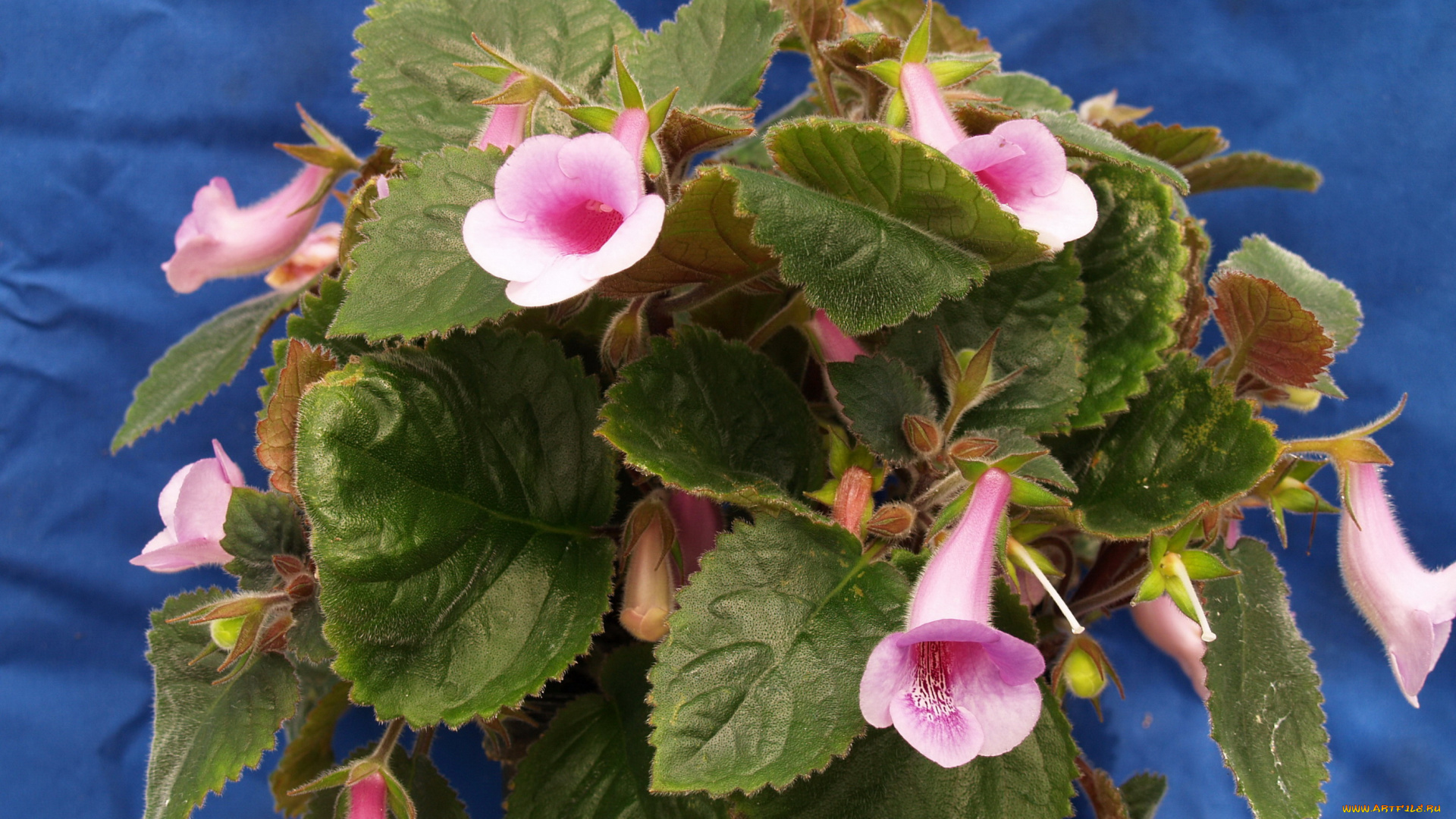 цветы, глоксиния, , синнингия, глоксиния