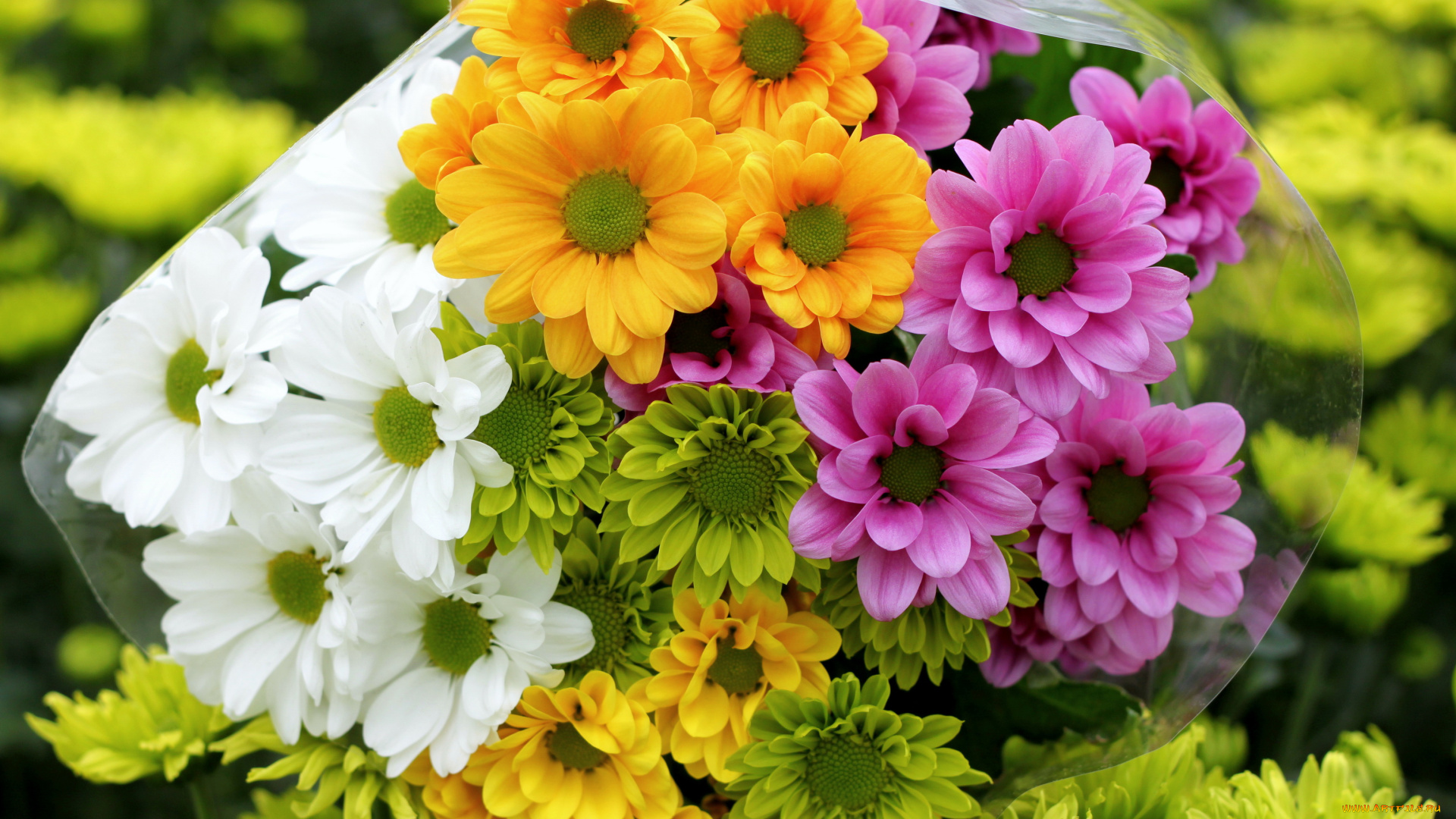 цветы, хризантемы, цветные, букет