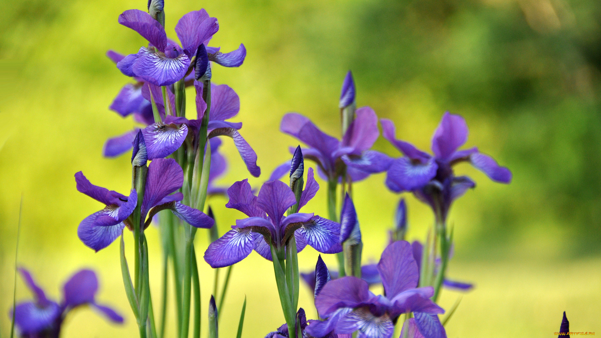 цветы, ирисы, касатики