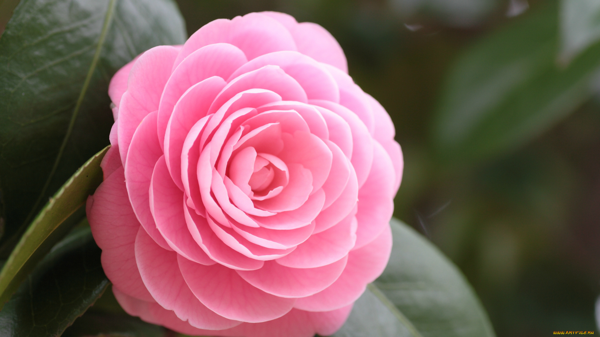 цветы, камелии, цветок, листья, камелия, лепестки, розовый